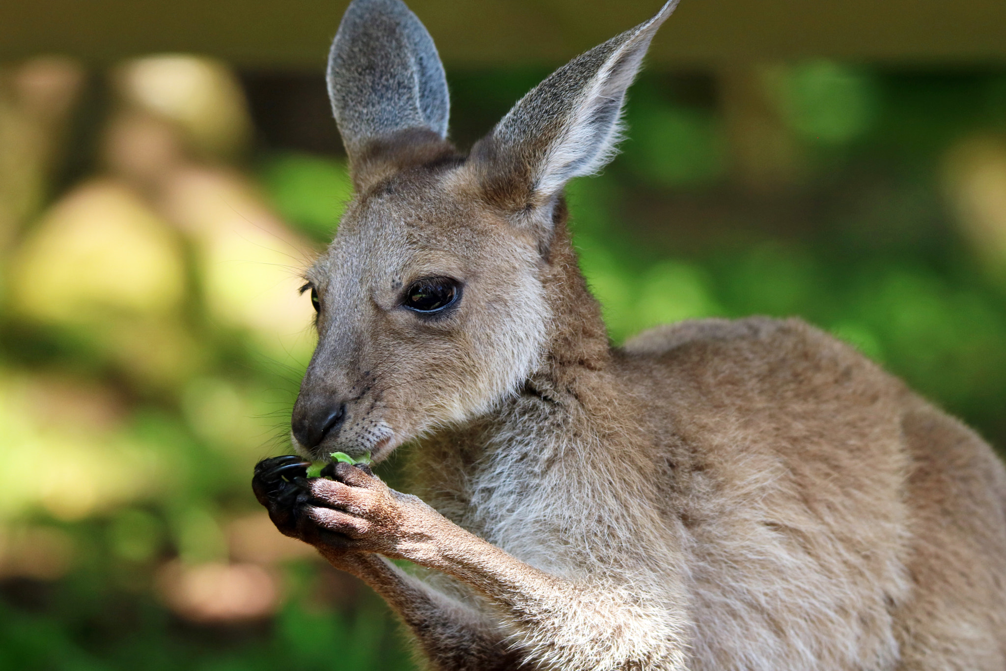 Tamron SP 150-600mm F5-6.3 Di VC USD sample photo. Kangaroo joey photography