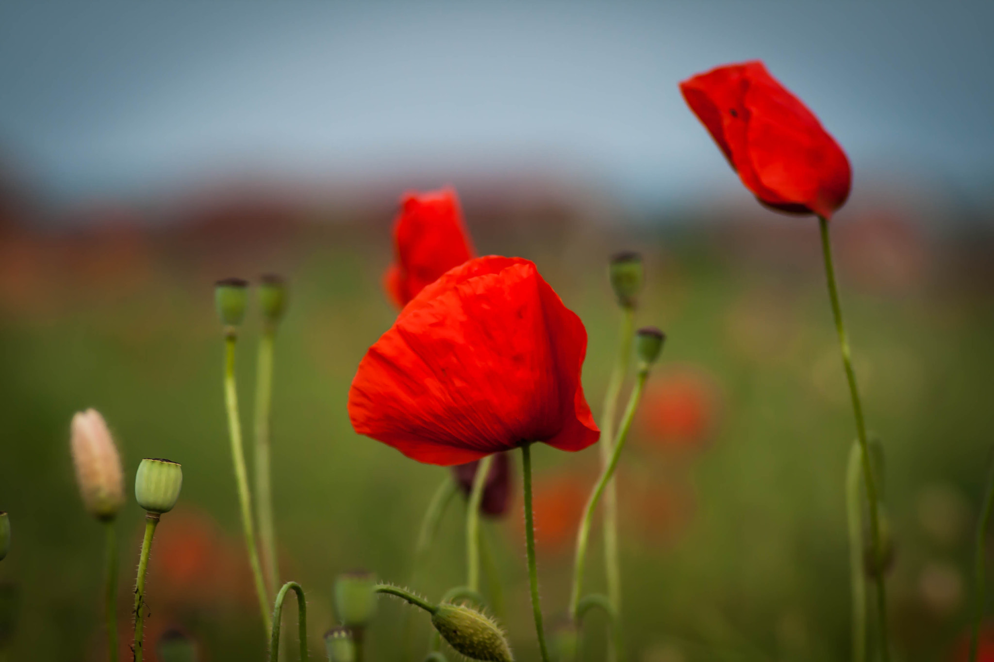 Canon EF 80-200mm f/2.8L sample photo. Trei maci photography