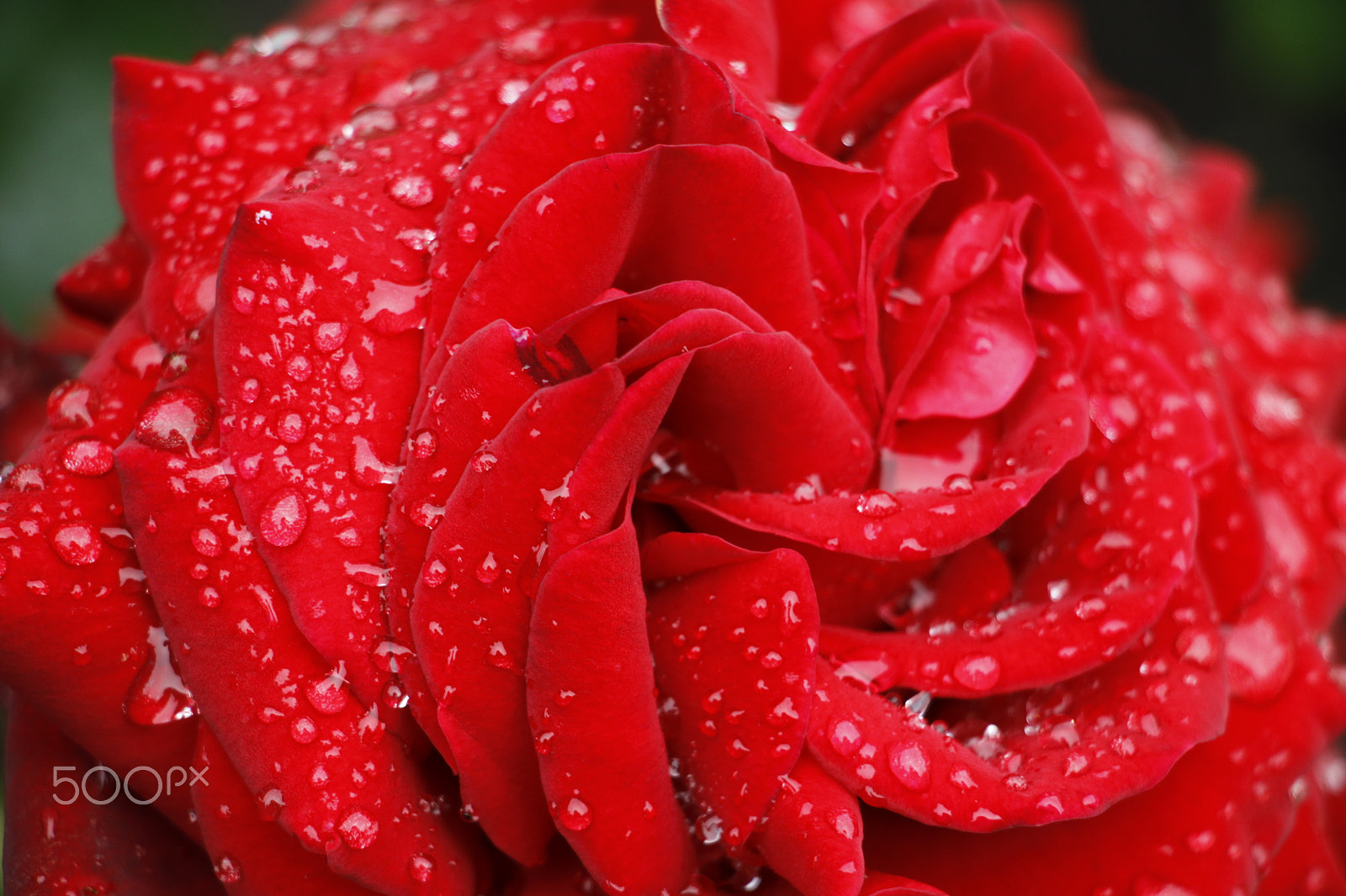 Canon EOS 50D + Canon EF-S 18-135mm F3.5-5.6 IS STM sample photo. Red rose with raindrops photography