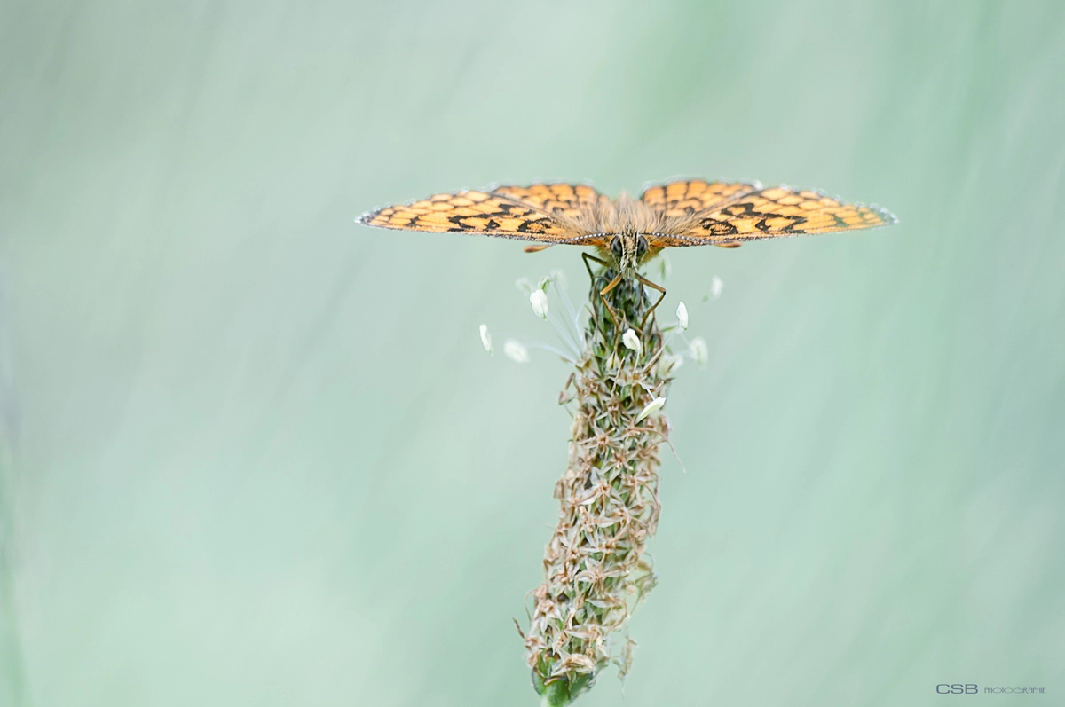 Sigma 70-300mm F4-5.6 APO DG Macro sample photo. Papillon photography
