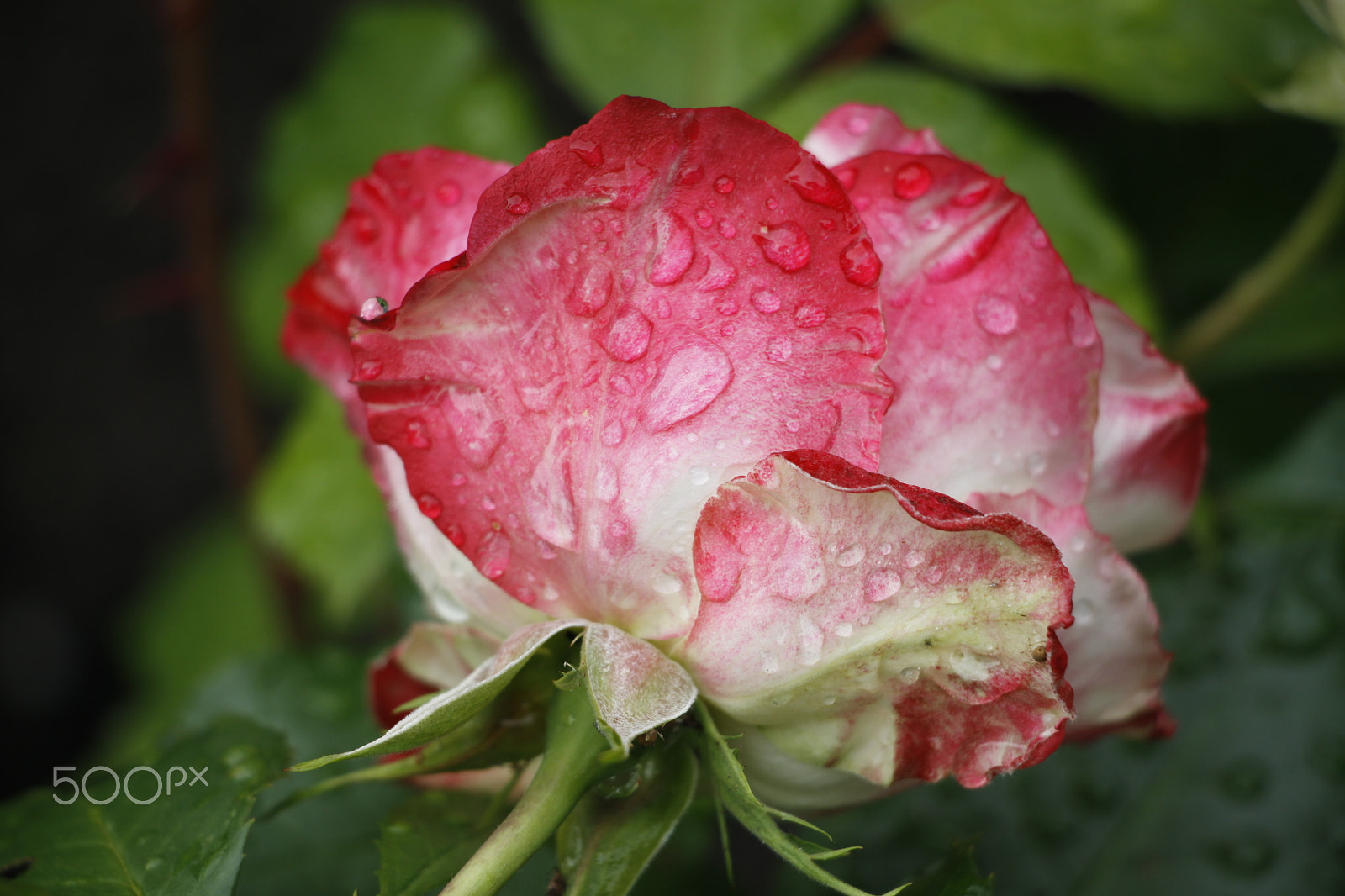 Canon EOS 50D + Canon EF-S 18-135mm F3.5-5.6 IS STM sample photo. Pink rose with waterdrops photography
