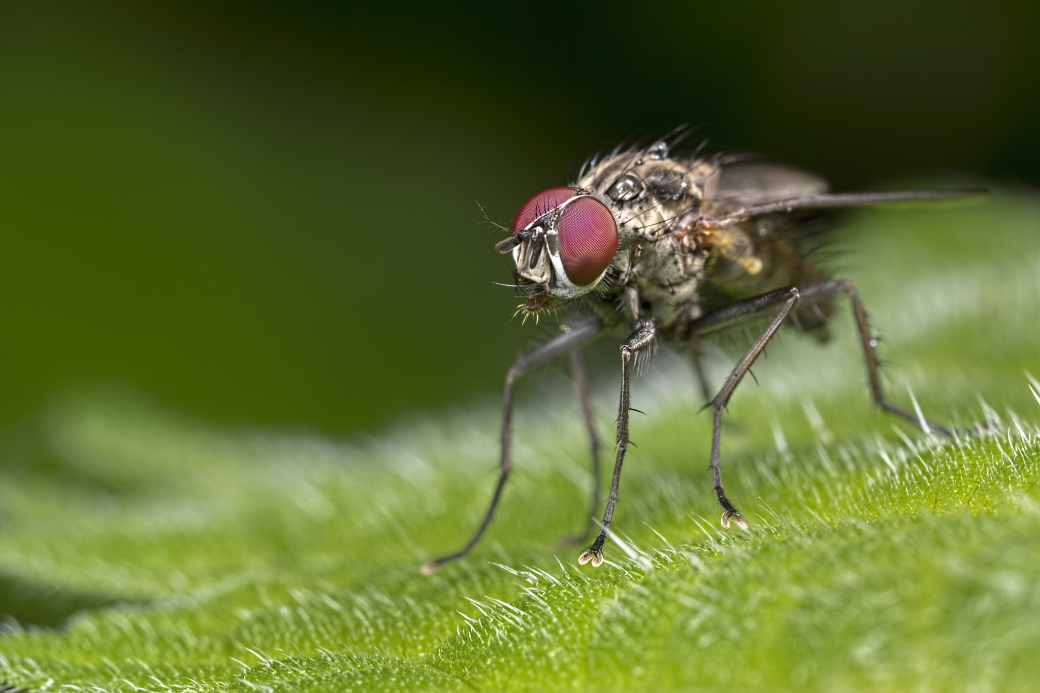 Canon EOS 760D (EOS Rebel T6s / EOS 8000D) + Canon MP-E 65mm F2.5 1-5x Macro Photo sample photo. The fly photography