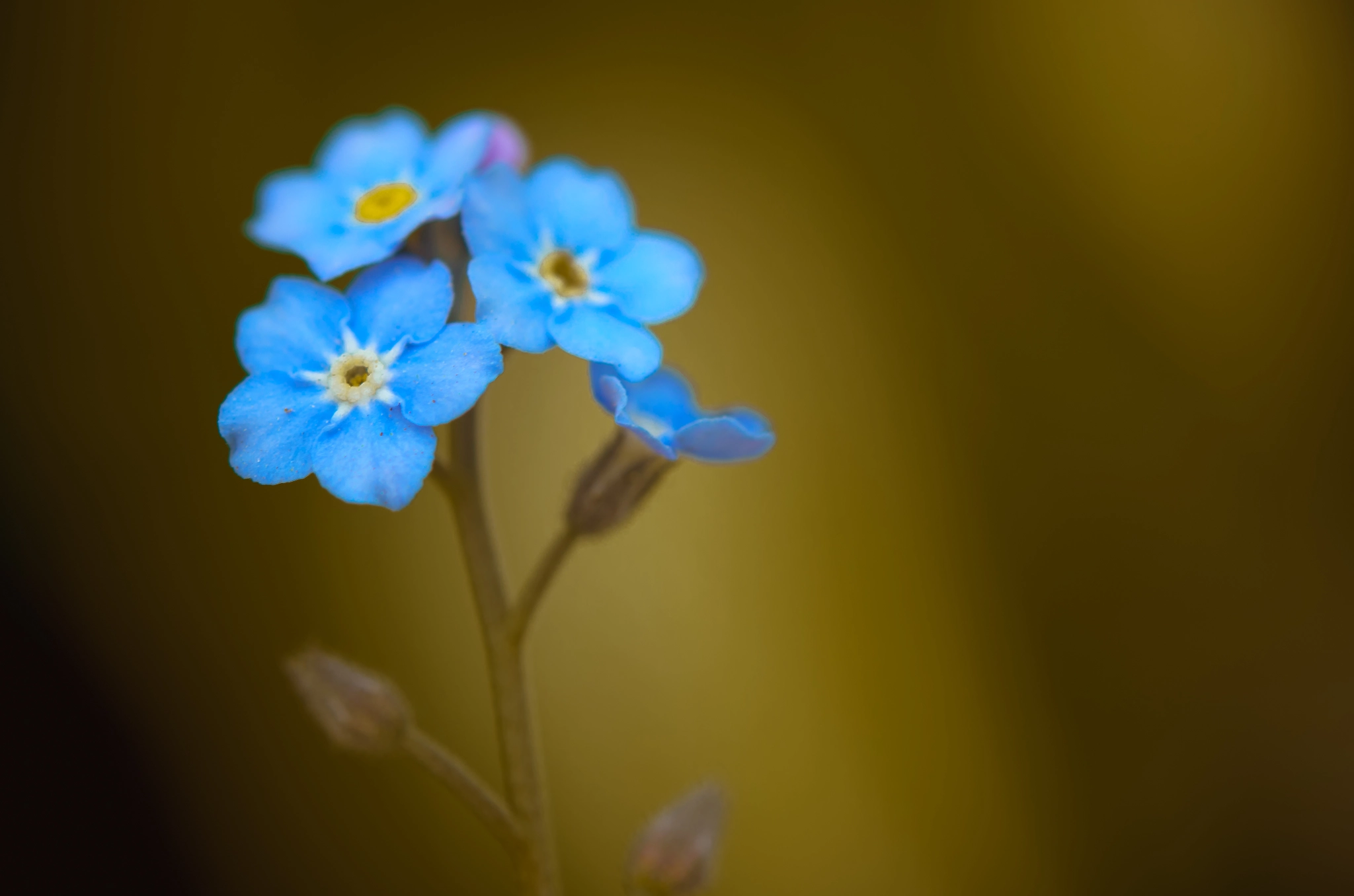 Nikon AF-S Micro-Nikkor 60mm F2.8G ED sample photo. Forget-me-nots photography