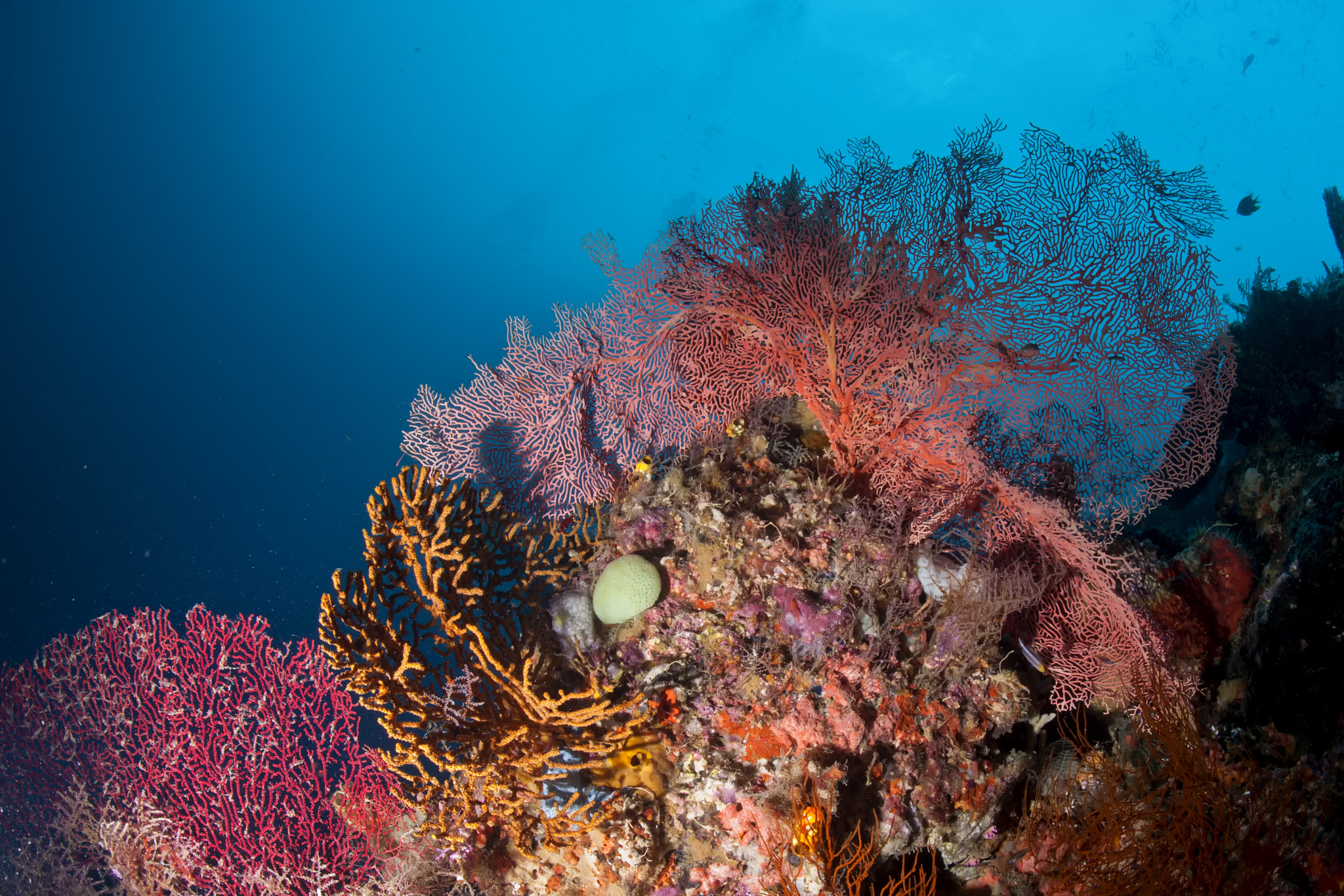 Nikon D700 + Nikon AF Fisheye-Nikkor 16mm F2.8D sample photo. The colorful underwater realms of raja ampat photography