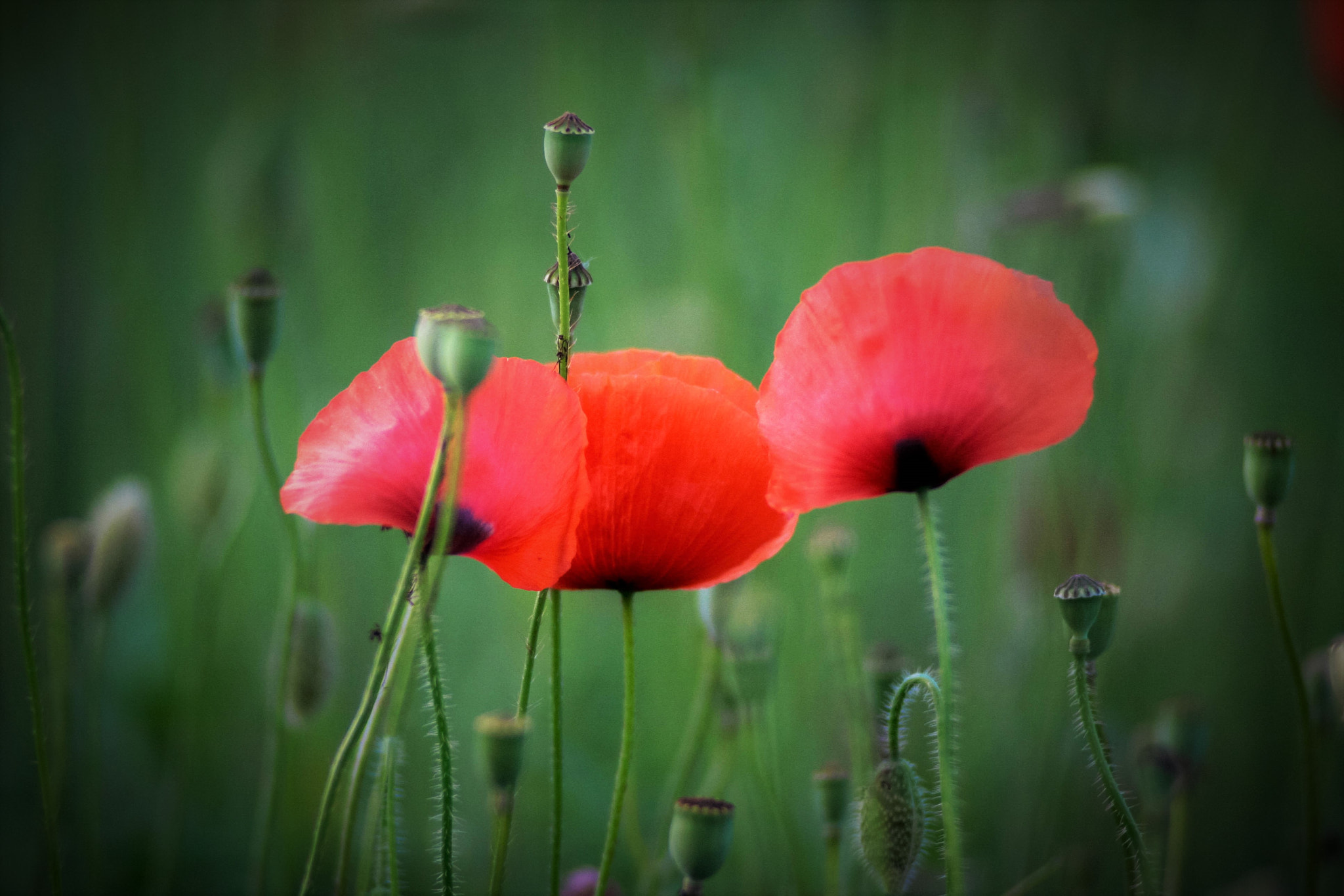 Canon EF 80-200mm f/2.8L sample photo. Trei maci #1 photography