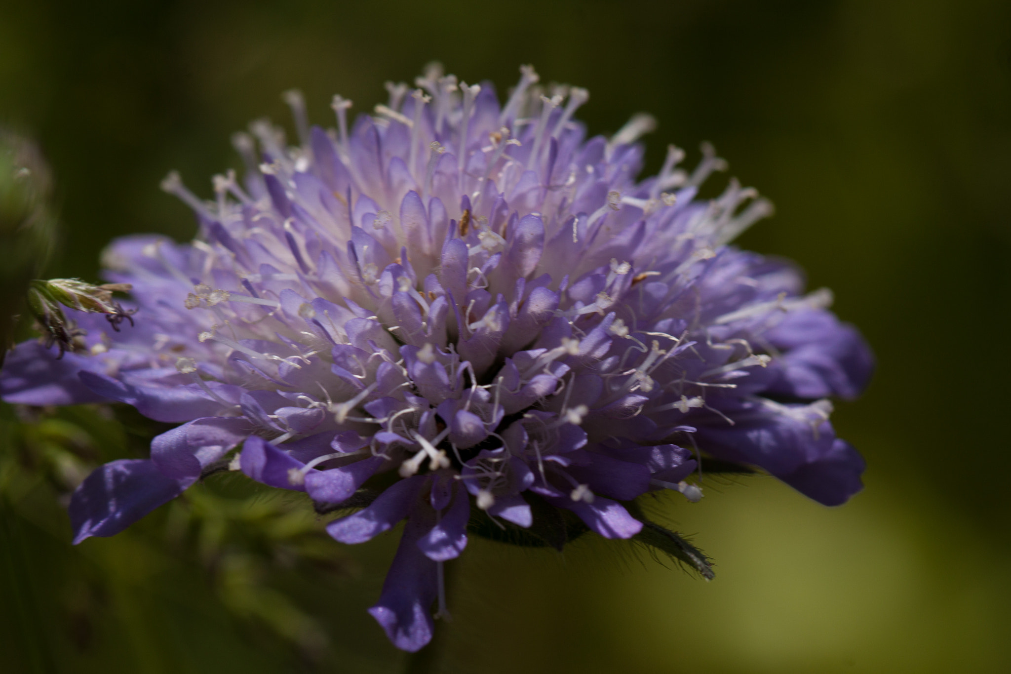 Canon EOS 500D (EOS Rebel T1i / EOS Kiss X3) + Canon EF 100mm F2.8L Macro IS USM sample photo. Field scabious (acker-witwenblume) photography