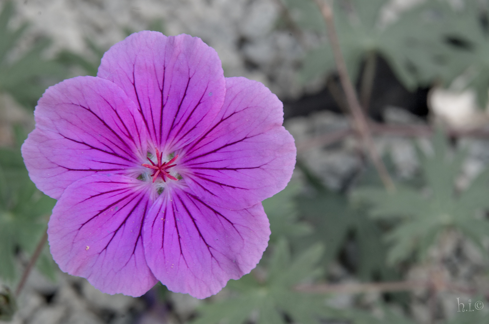 Sigma AF 10-20mm F4-5.6 EX DC sample photo. Geranium photography