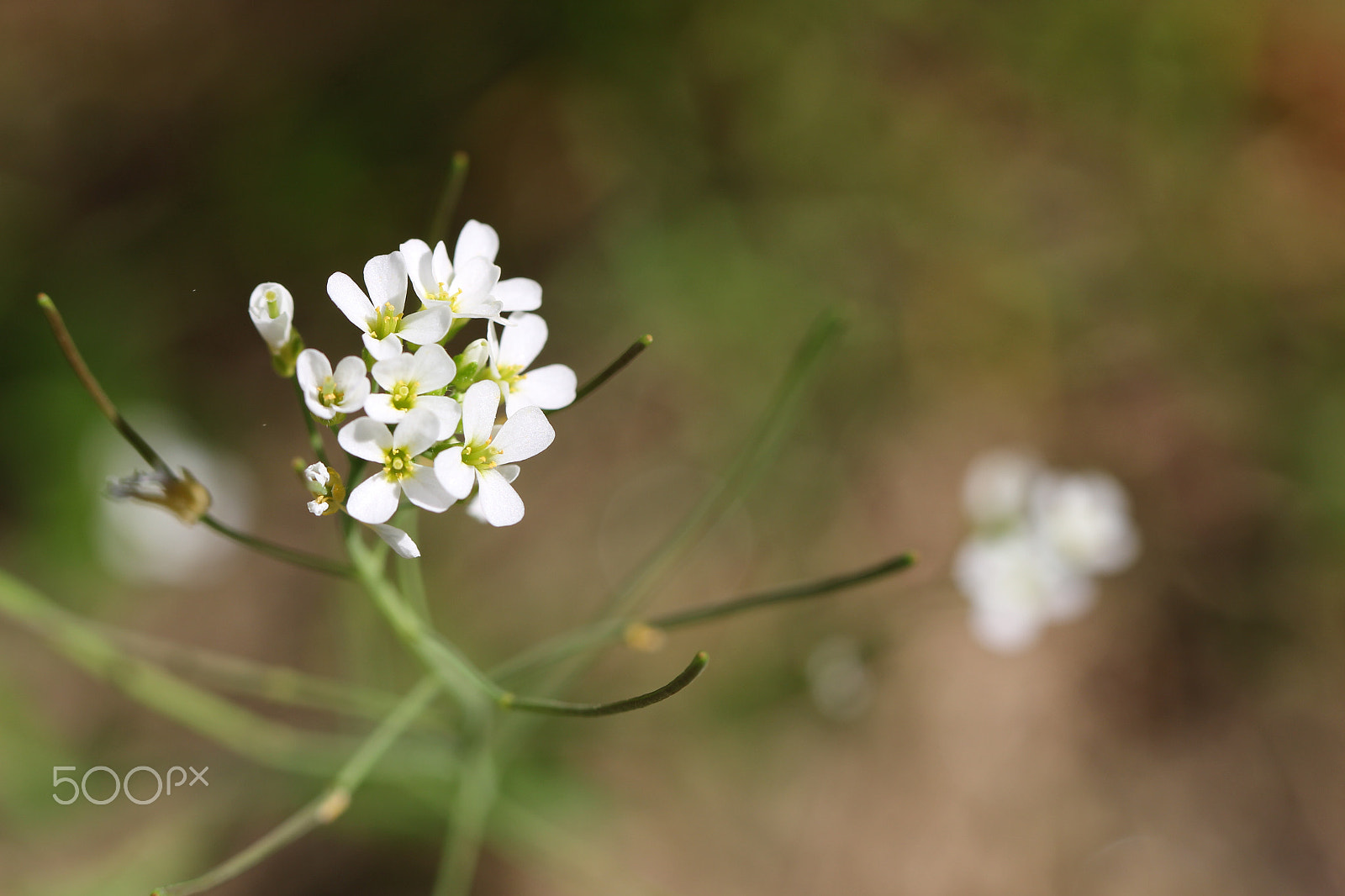 Canon EOS 100D (EOS Rebel SL1 / EOS Kiss X7) + Canon EF 100mm F2.8L Macro IS USM sample photo. White flowers photography