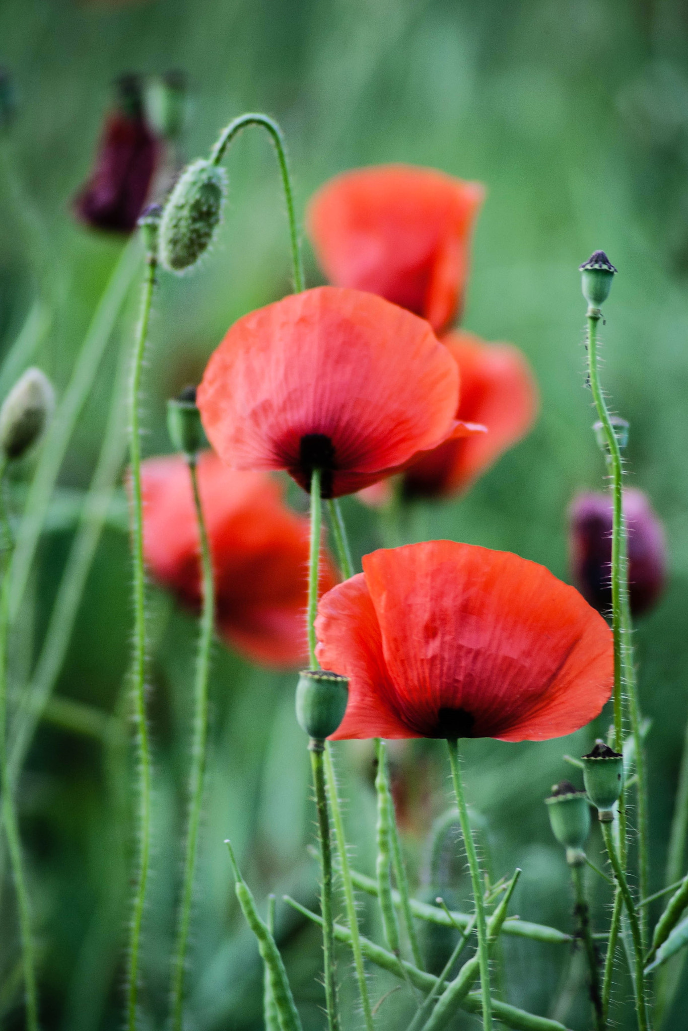 Canon EF 80-200mm f/2.8L sample photo. Maci photography