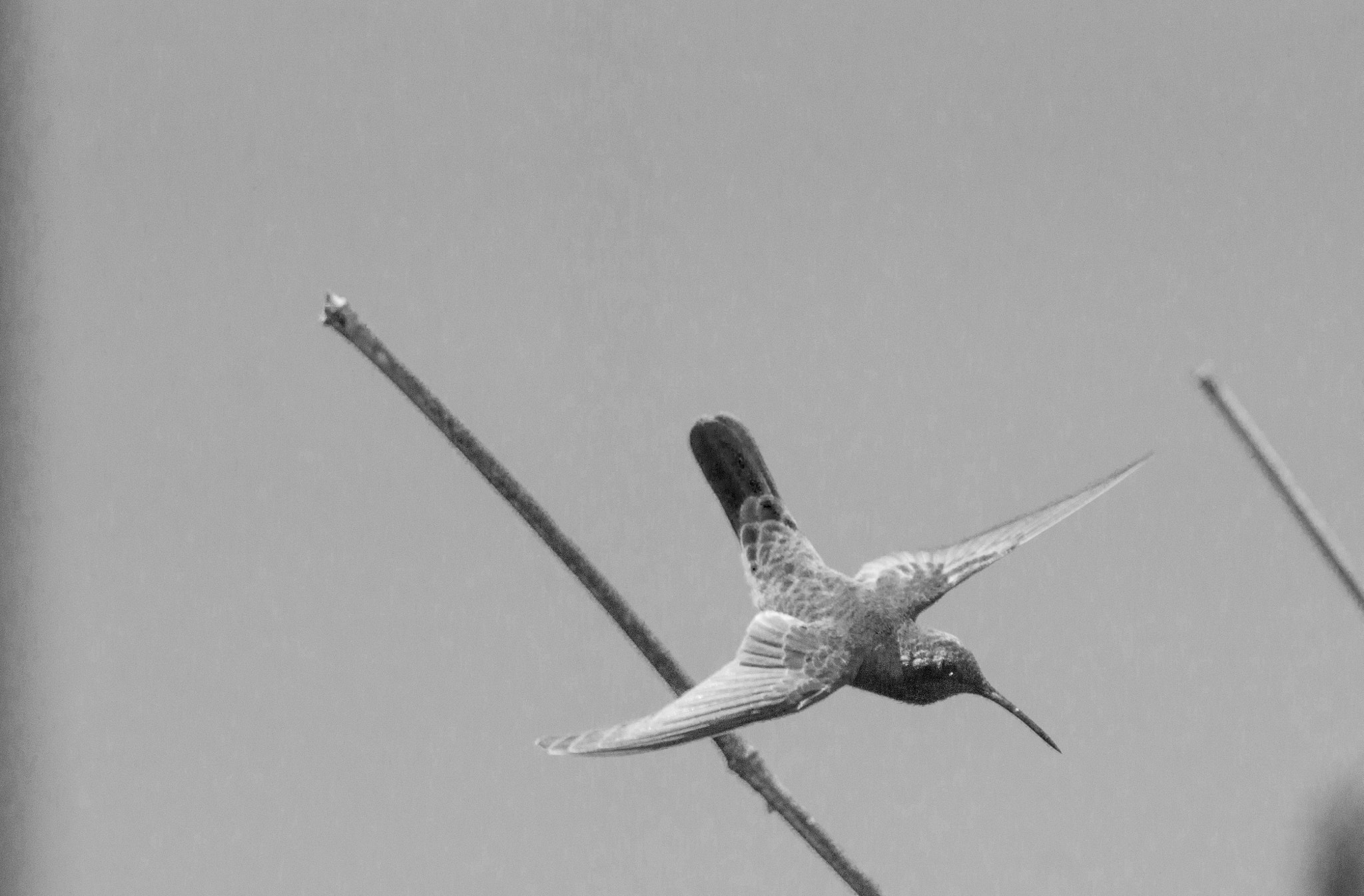 Sony 70-400mm F4-5.6 G SSM II sample photo. Colibri serrirostris photography