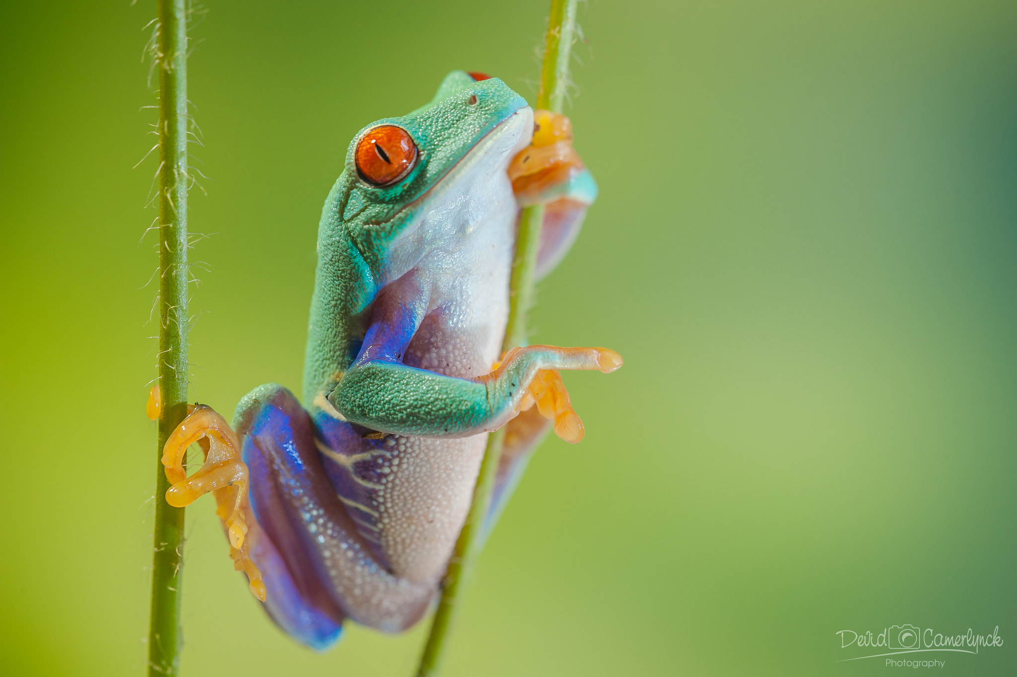 Sigma APO Macro 180mm F3.5 EX DG HSM sample photo. Happy pinky finger frog photography