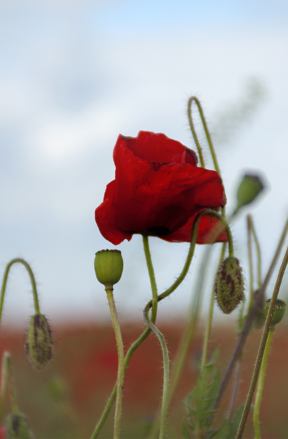 AF Zoom-Nikkor 28-85mm f/3.5-4.5 sample photo. Tango photography
