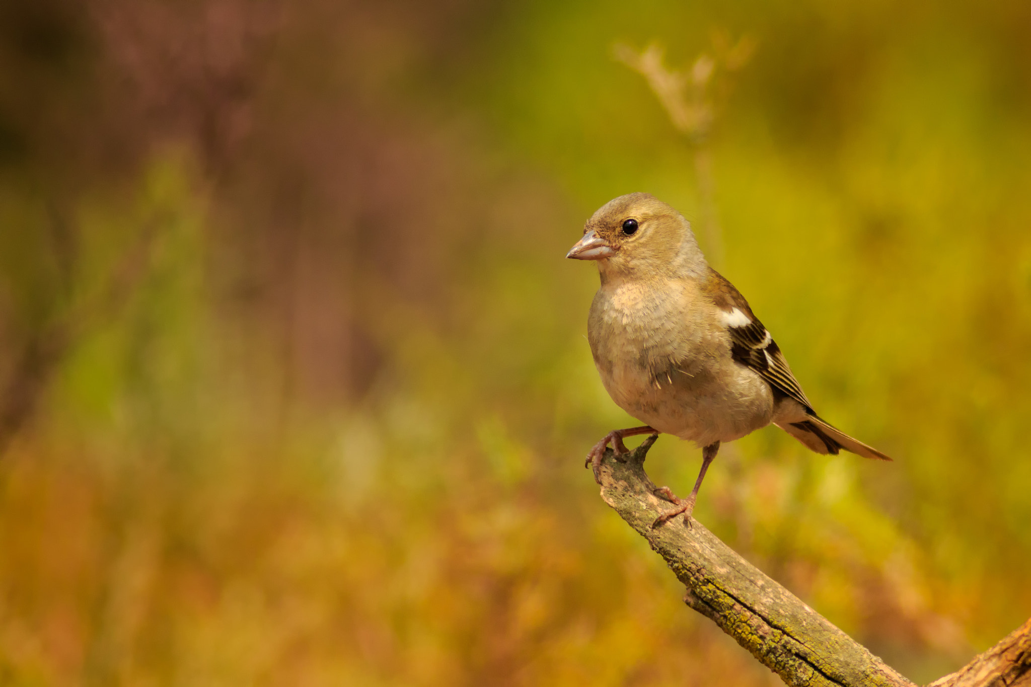 Canon EOS 7D Mark II + Canon EF 400mm F5.6L USM sample photo. Hembra de pinzón photography