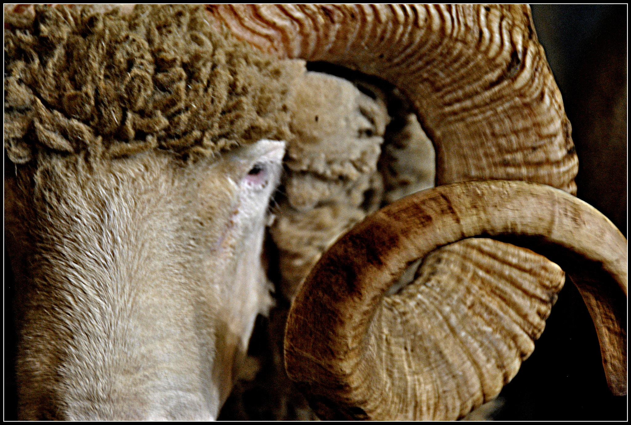 Nikon D3000 sample photo. Sheep photography