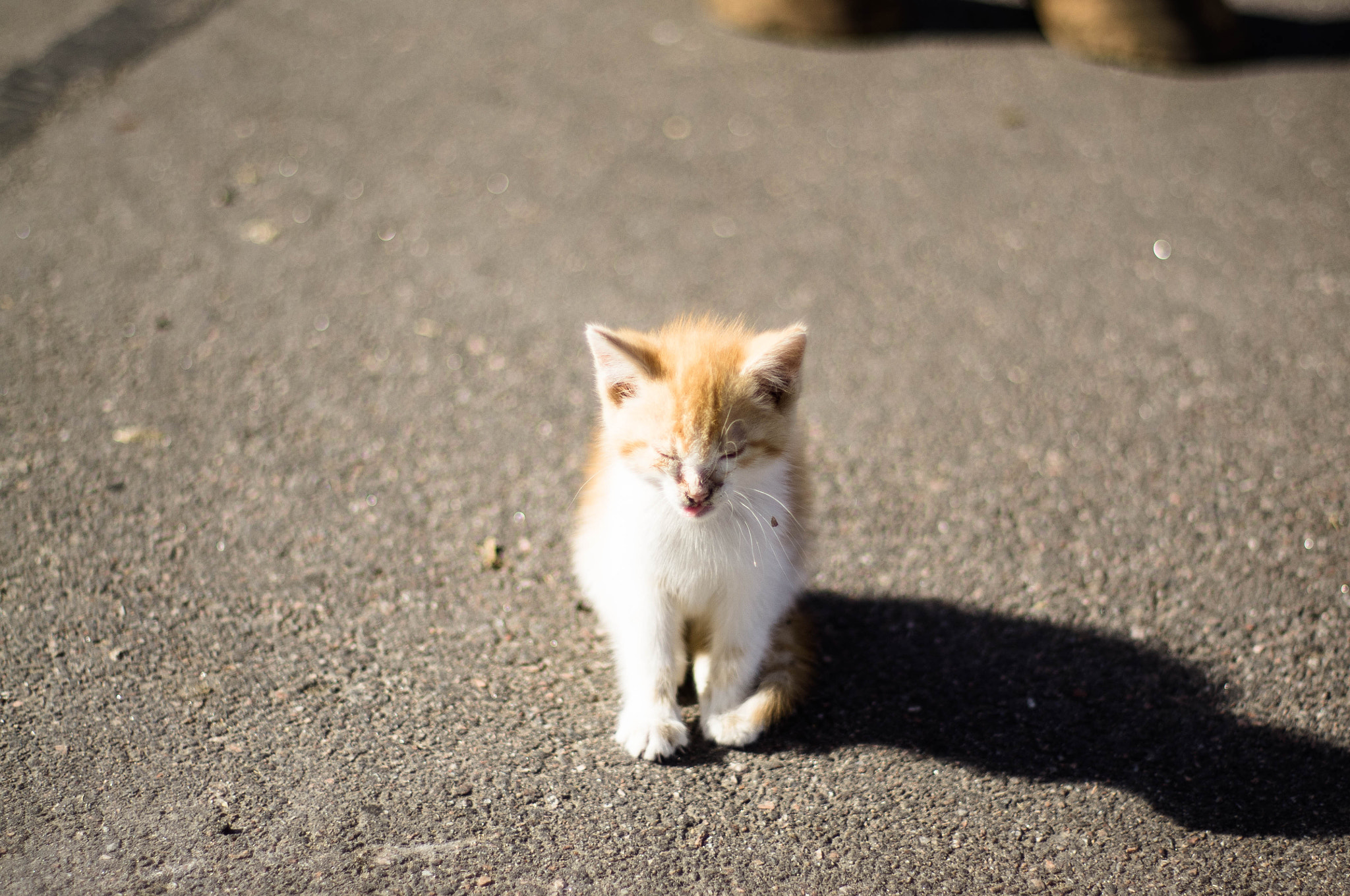 Pentax K-r + Pentax smc FA 50mm F1.4 sample photo. Cute kitten photography