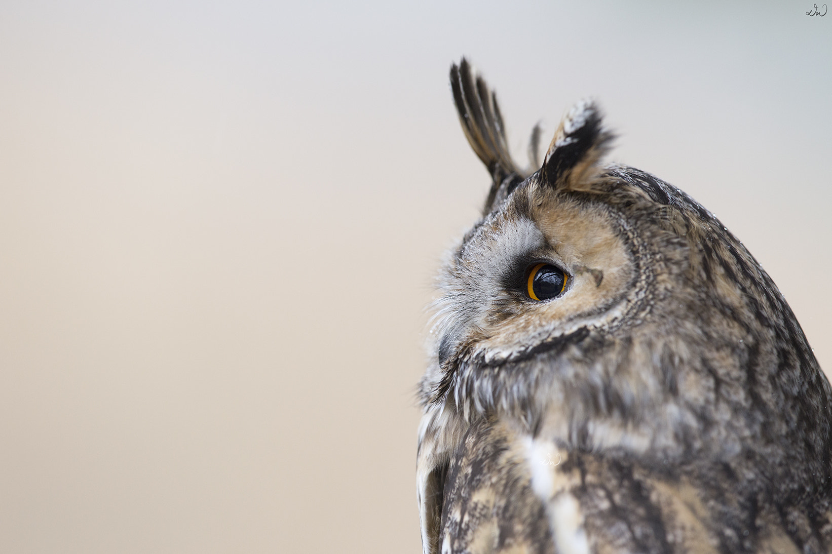 Canon EOS 6D + Canon EF 300mm F2.8L IS II USM sample photo. Long-eared owl photography