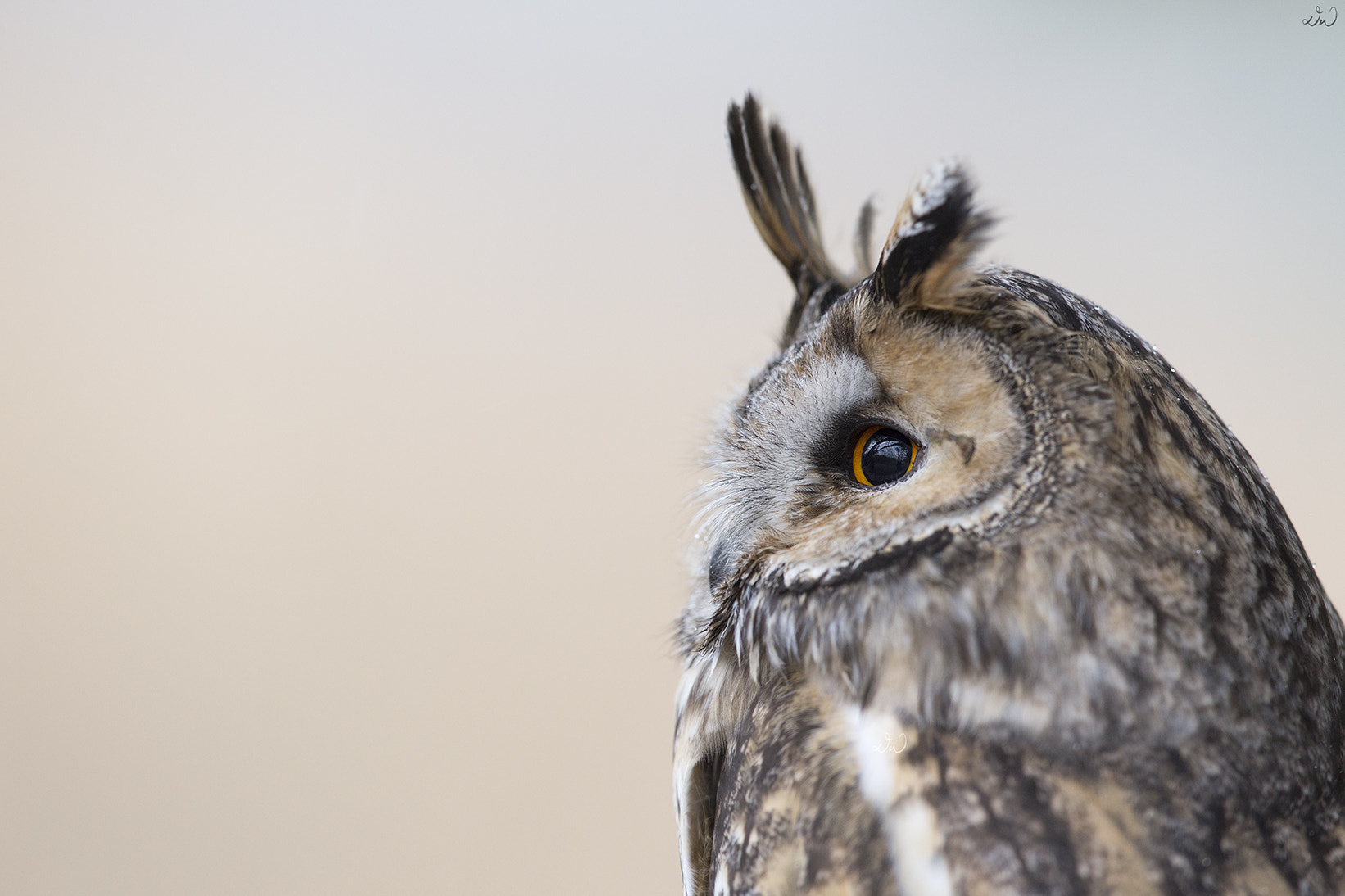 Canon EF 300mm F2.8L IS II USM sample photo. Long-eared owl photography