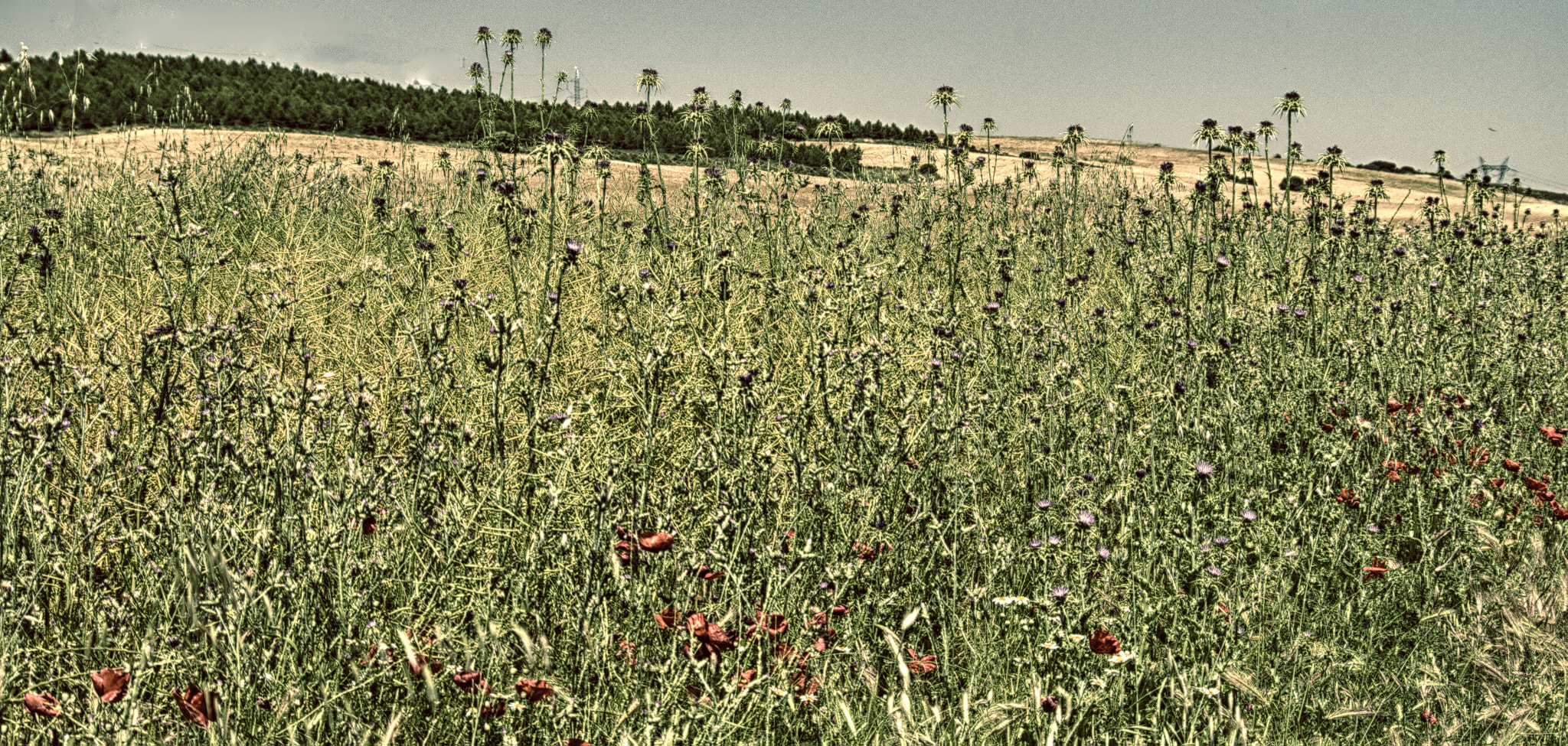 Pentax K-500 sample photo. Agricultura photography