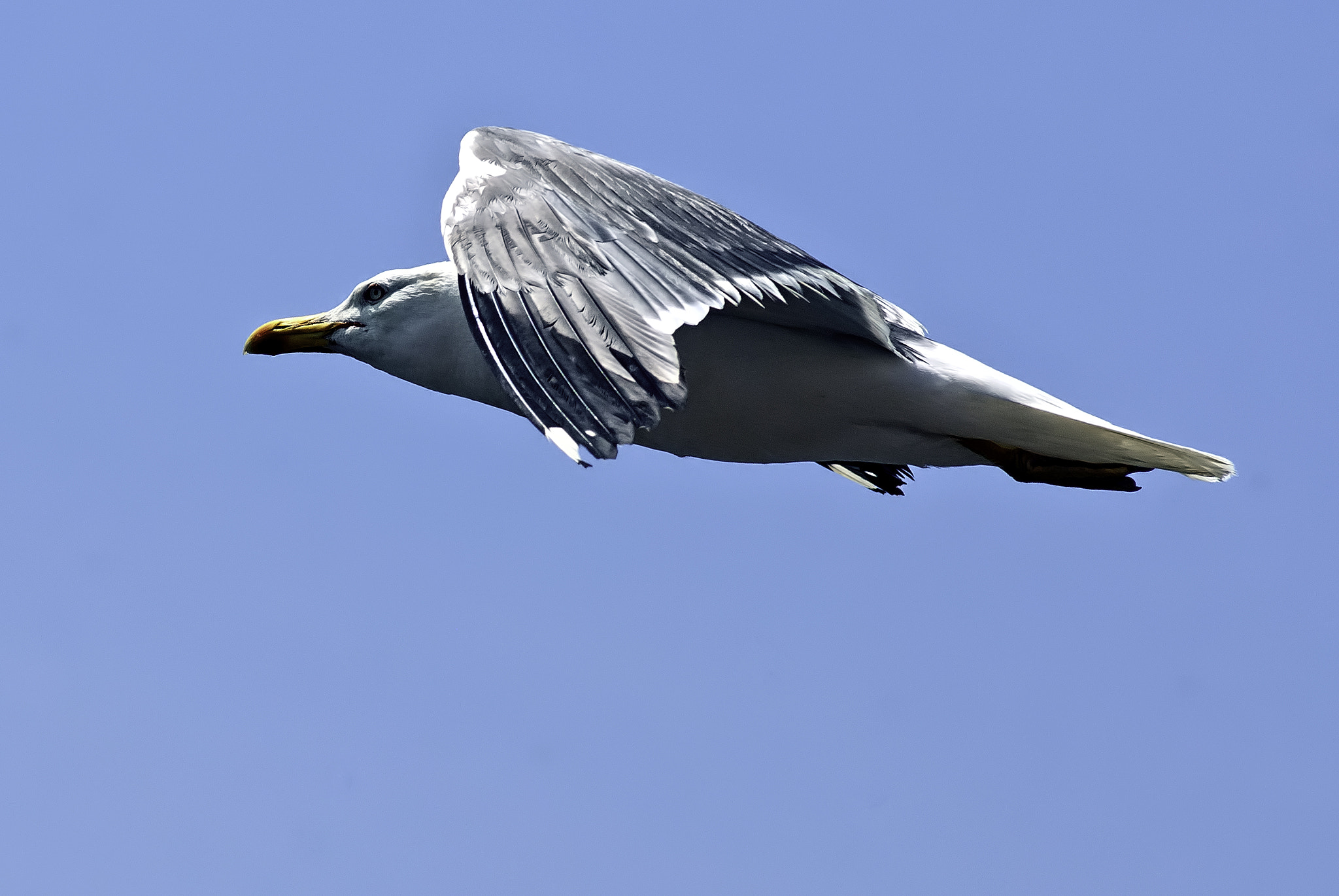 AF Nikkor 70-210mm f/4-5.6 sample photo. Seagull photography