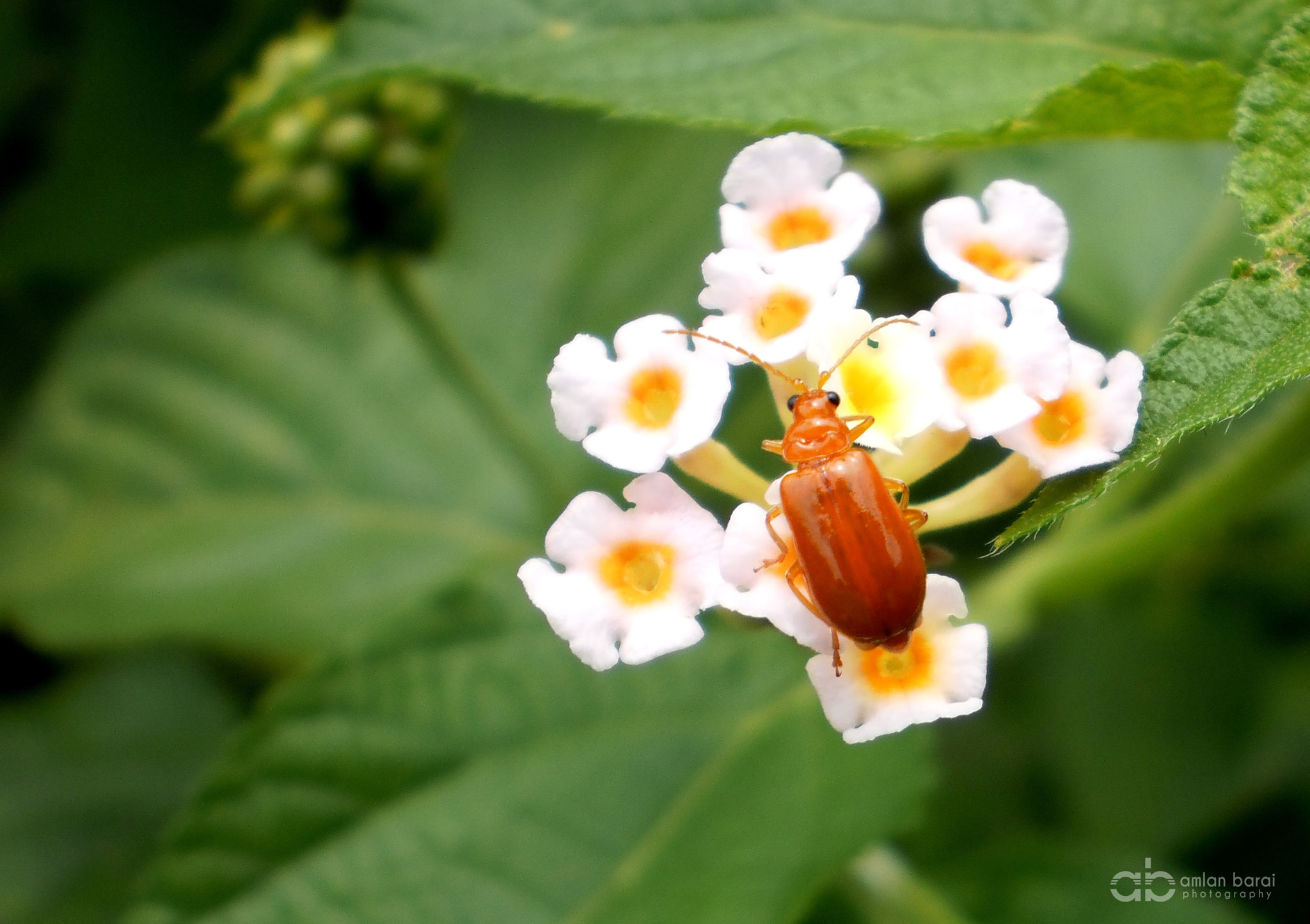Olympus T105,T100,X36 sample photo. Firefly in daylight... photography