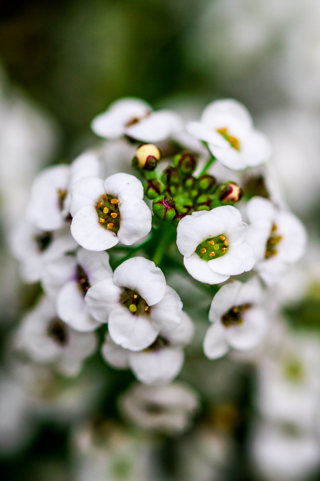 Sigma 105mm F2.8 EX DG OS HSM sample photo. White soul photography