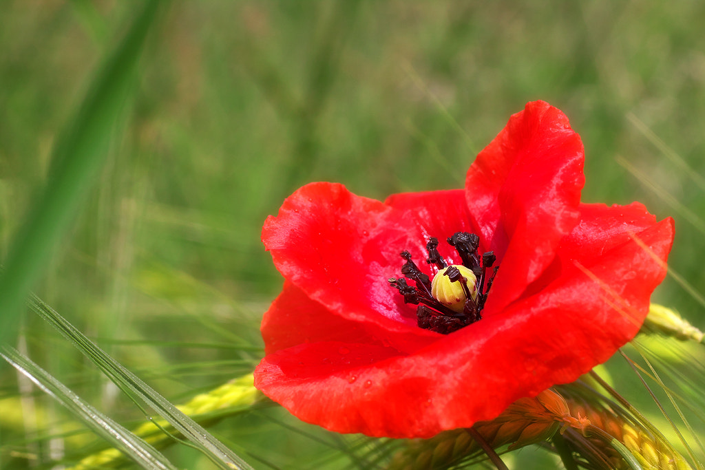 Canon EOS 50D + Canon EF 50mm F2.5 Macro sample photo. Red on green photography