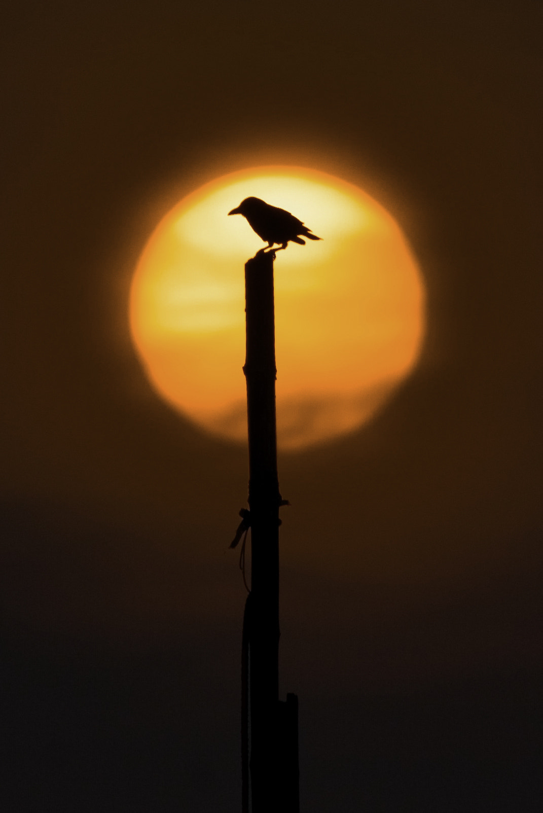 Canon EF 100-400mm F4.5-5.6L IS USM sample photo. Sunset photography