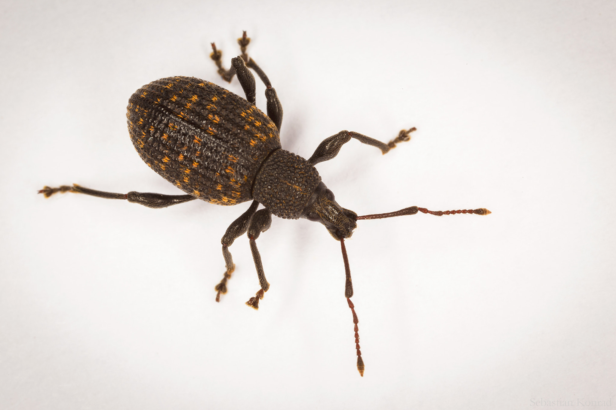 Canon MP-E 65mm F2.5 1-5x Macro Photo sample photo. Weevil photography