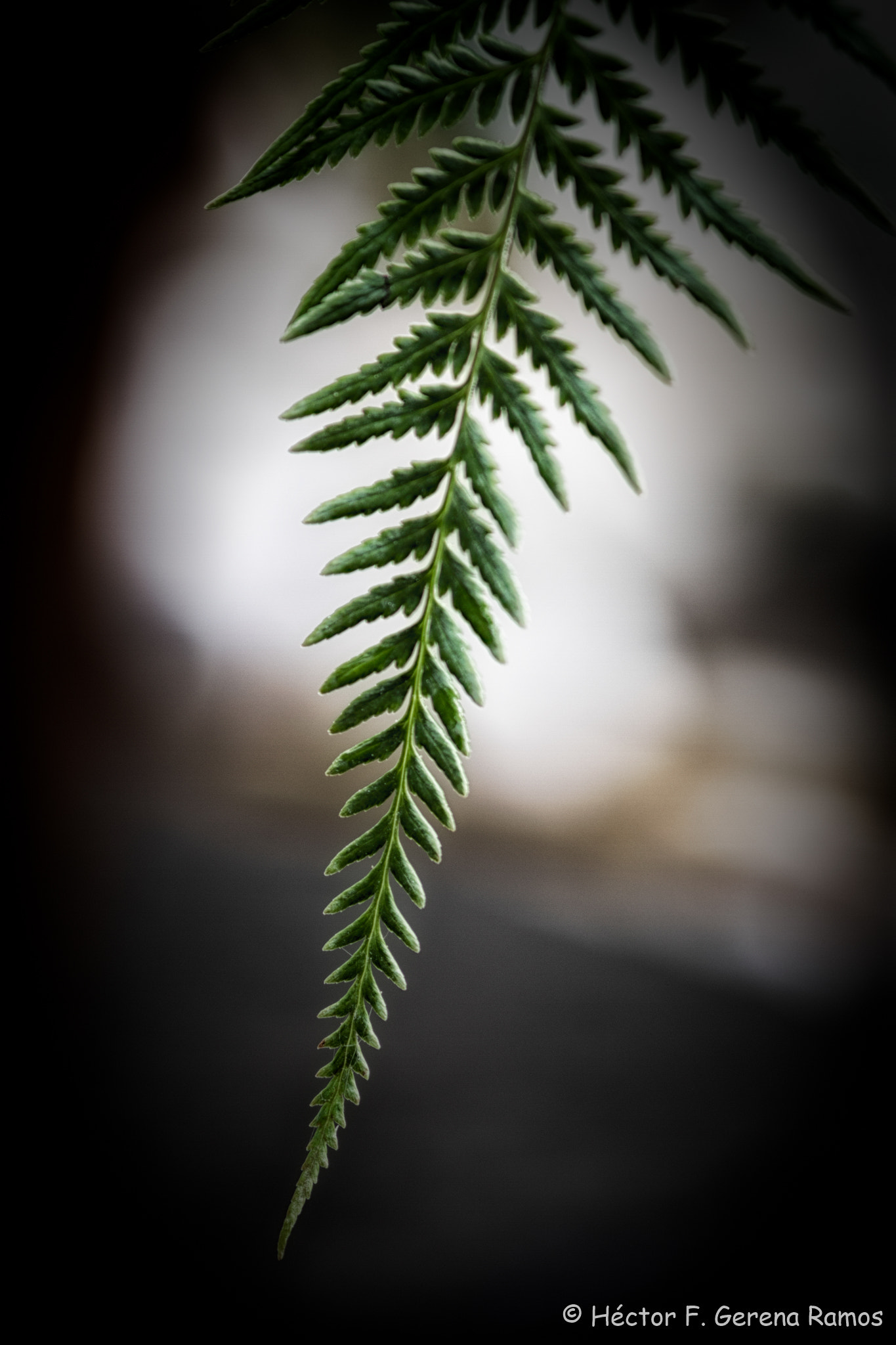 Canon EF 300mm F4L IS USM sample photo. Hanging photography