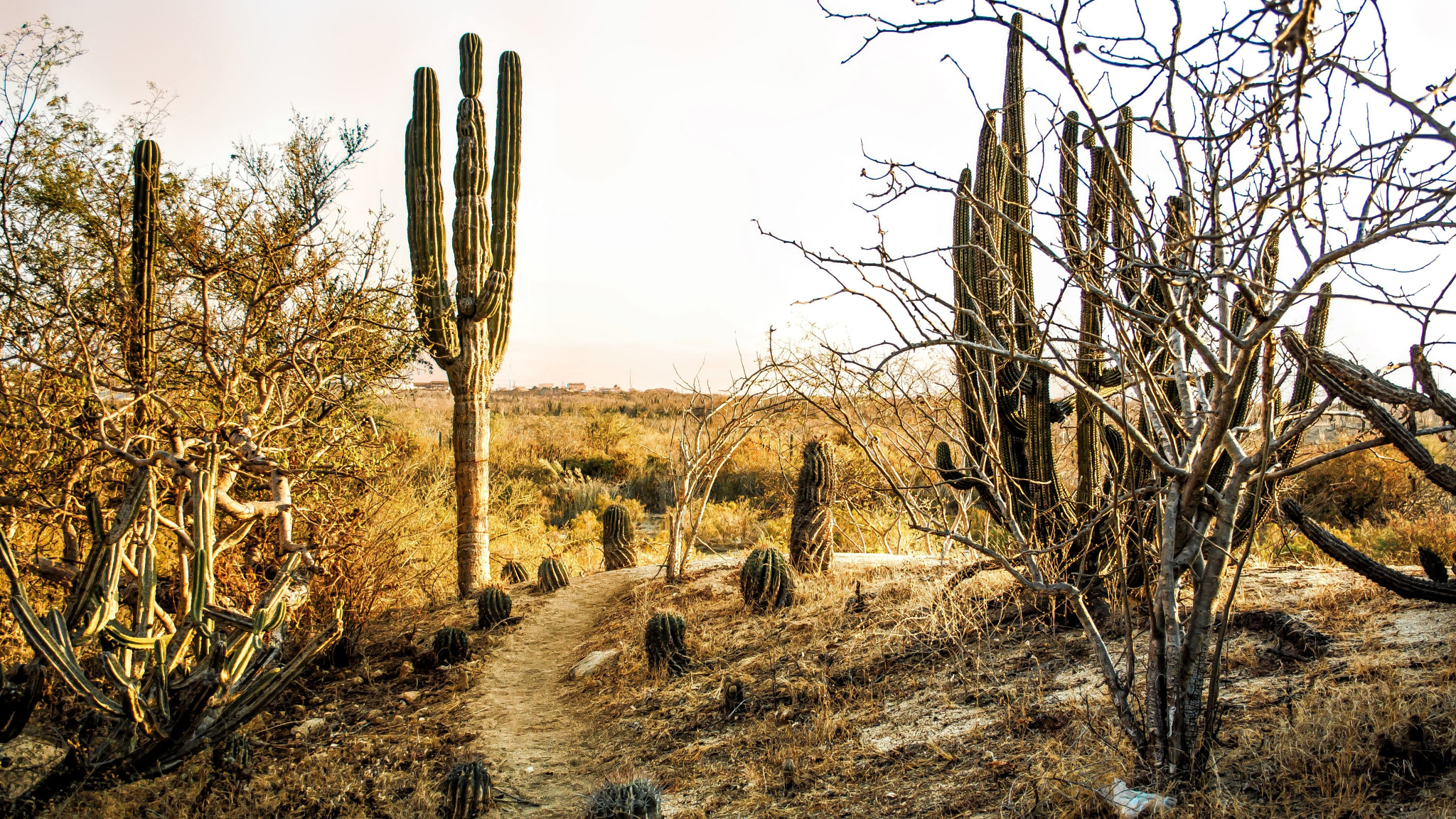 Canon EF-S 18-55mm F3.5-5.6 sample photo. Cabo desert photography