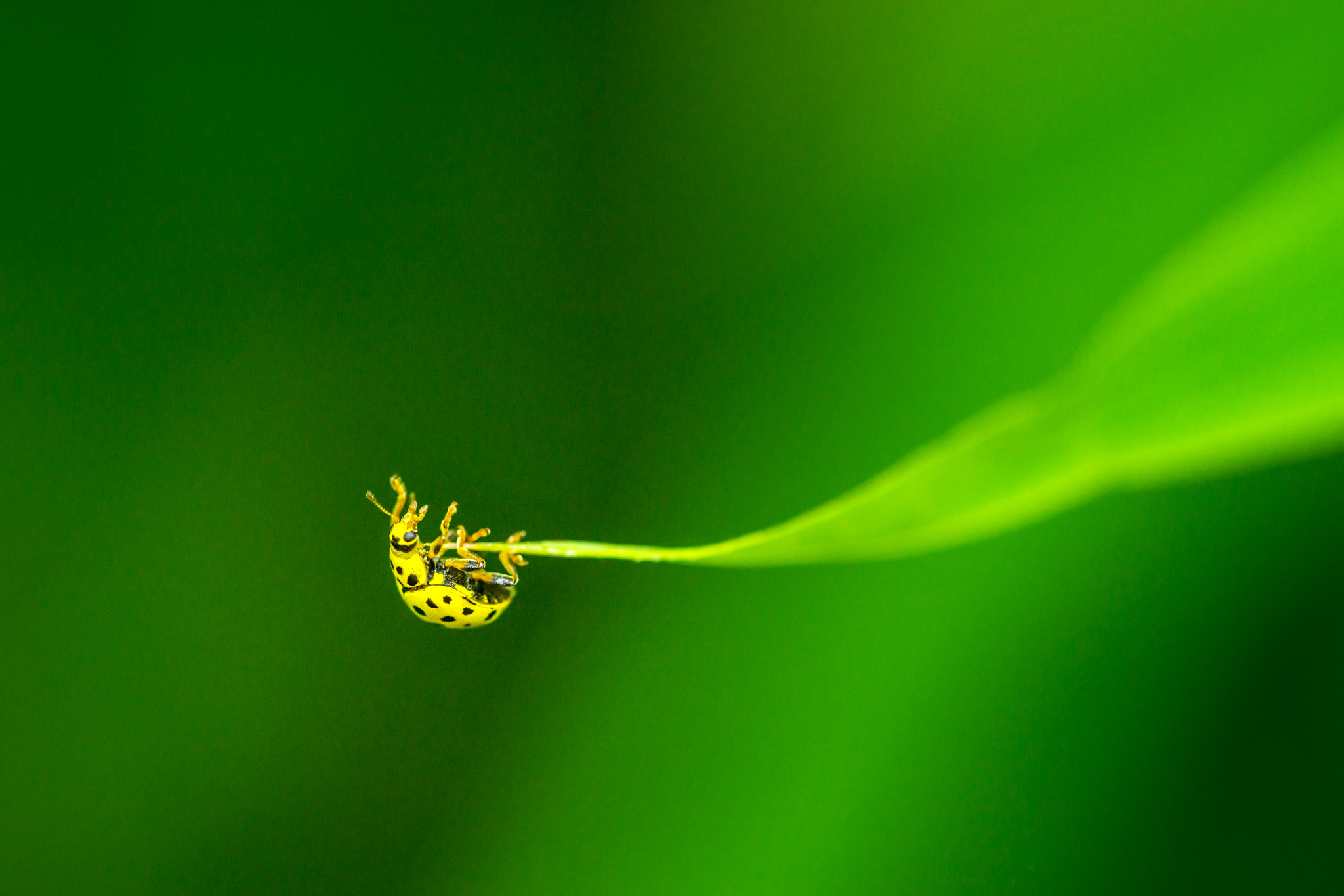 Sony a99 II + 105mm F2.8 sample photo. Leafhanger photography