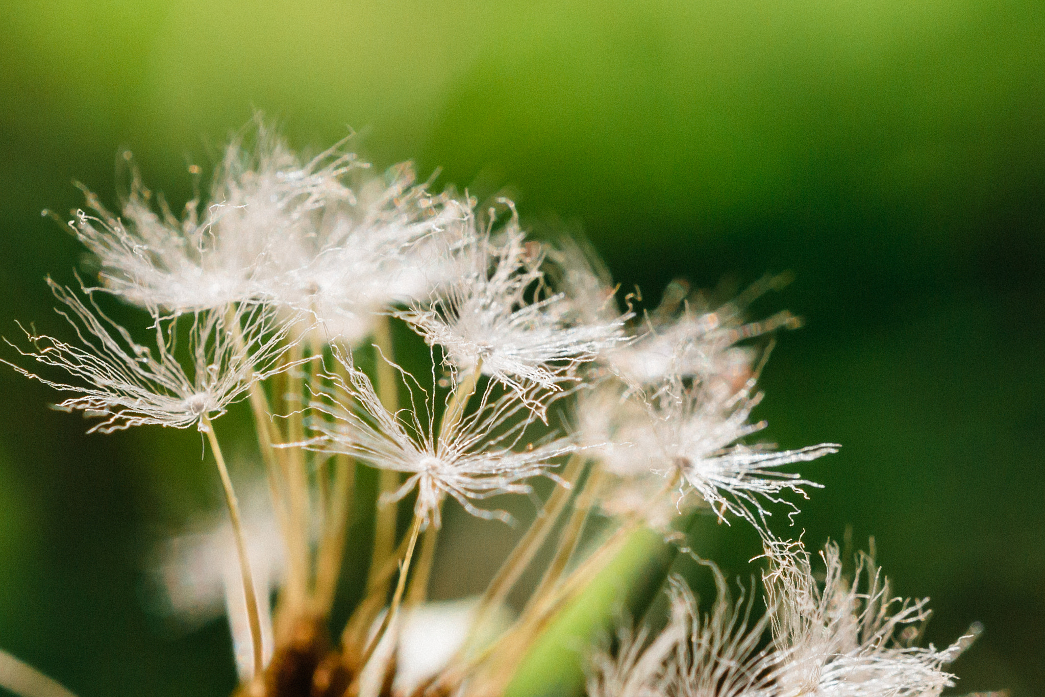Tamron SP AF 60mm F2 Di II LD IF Macro sample photo. Fragile photography