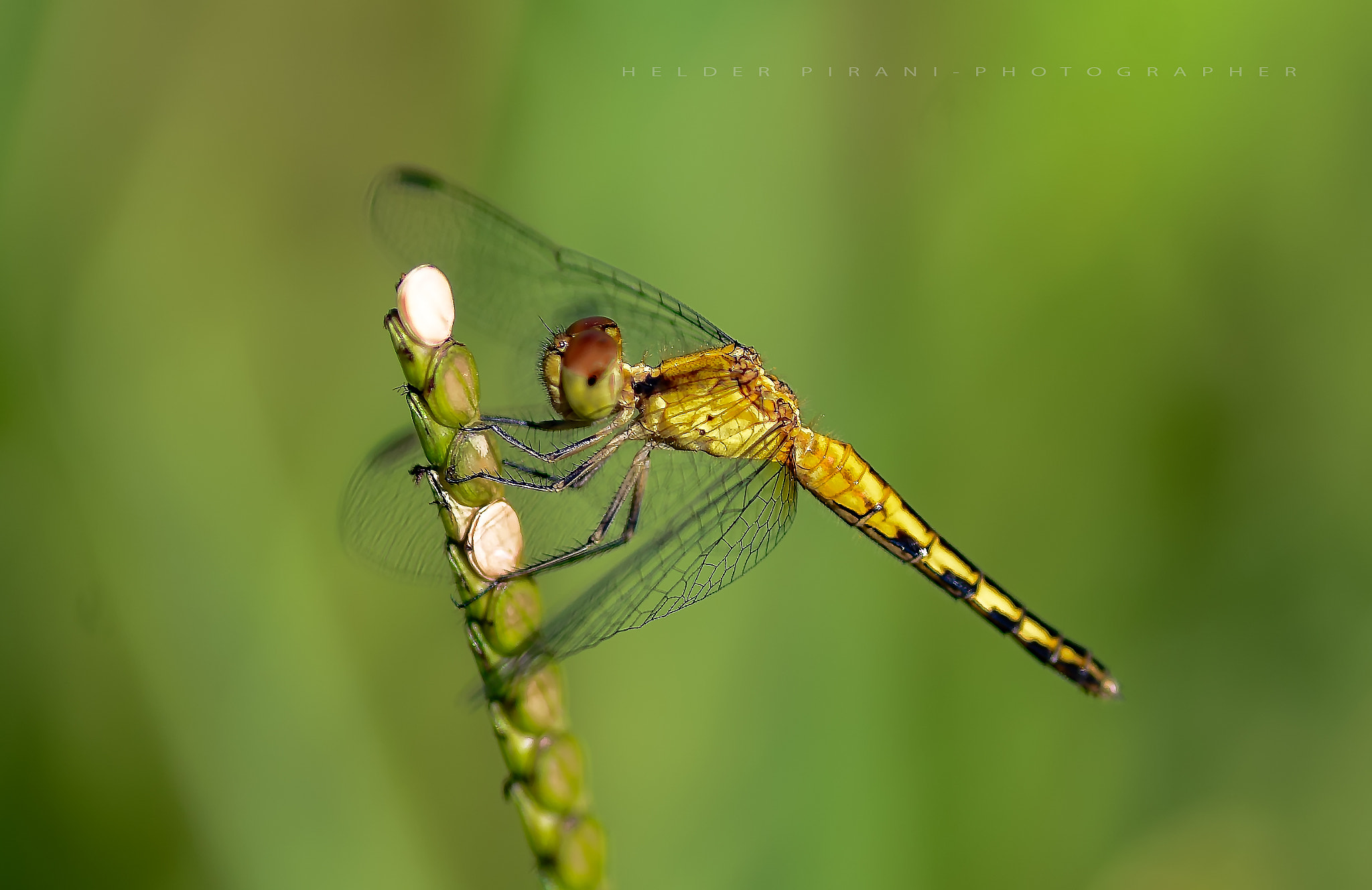 Nikon D600 sample photo. Yellow dragon photography