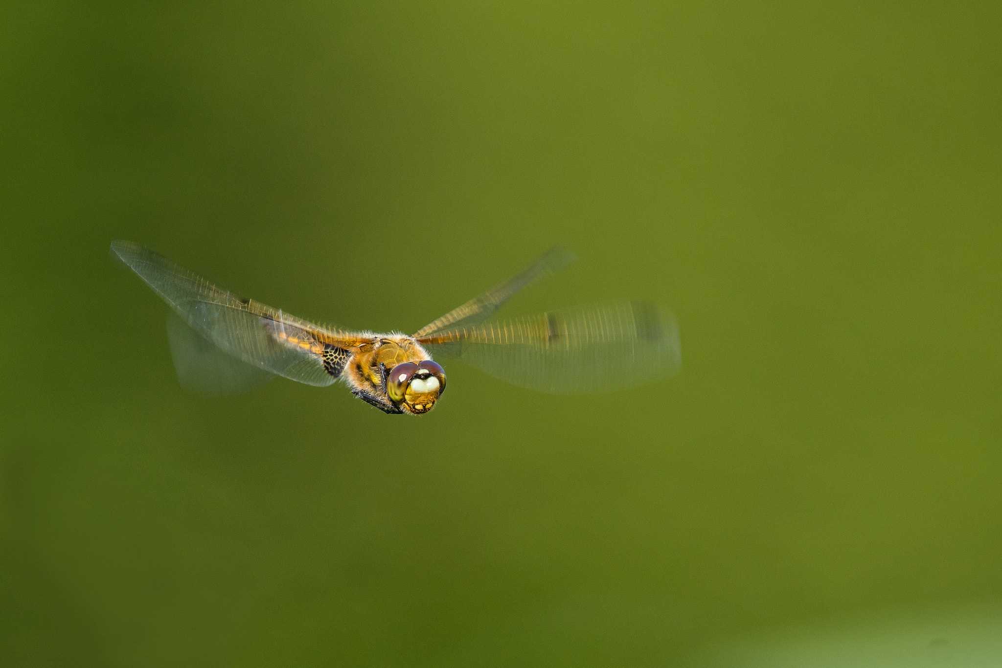 Canon EOS 7D Mark II + Canon EF 100-400mm F4.5-5.6L IS II USM sample photo. 4-spottet chaser hovering in mid air photography