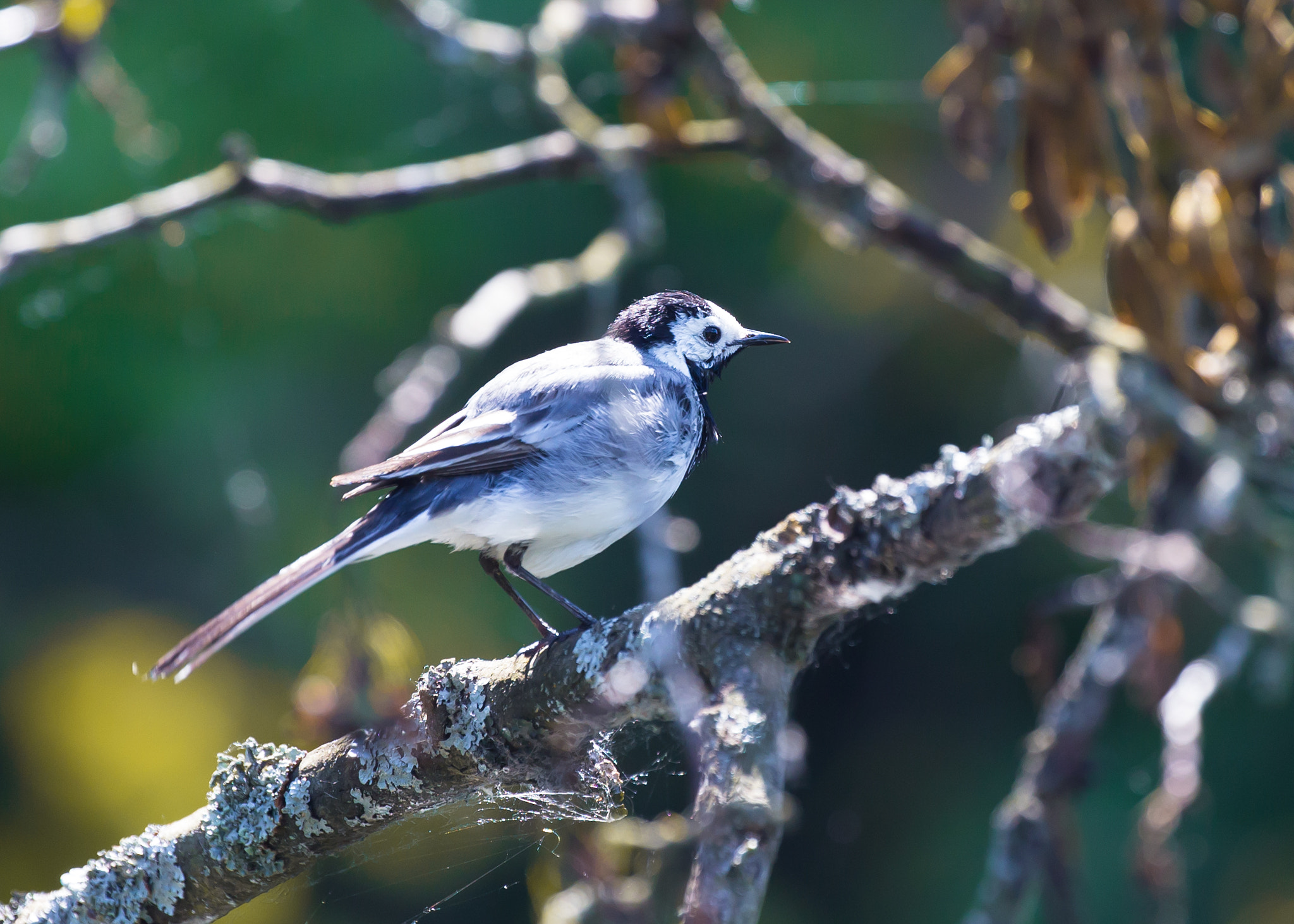 Canon EOS 6D + Canon EF 100-400mm F4.5-5.6L IS II USM sample photo. White wagtail photography