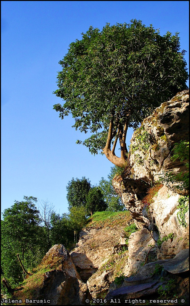 Sony DSC-W5 sample photo. Lonely tree photography