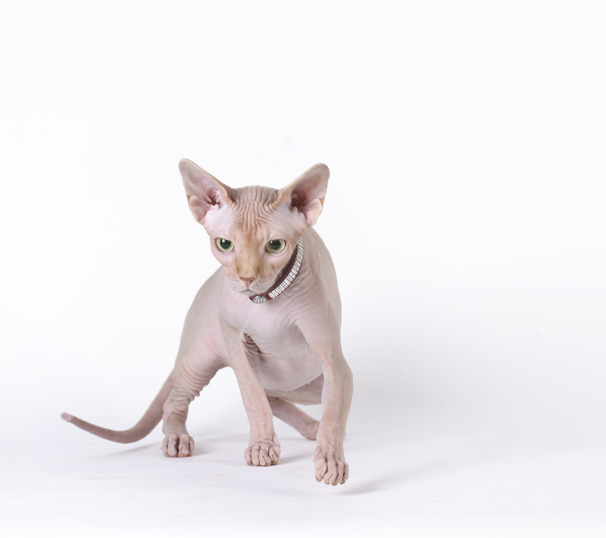 Canadian sphynx cat