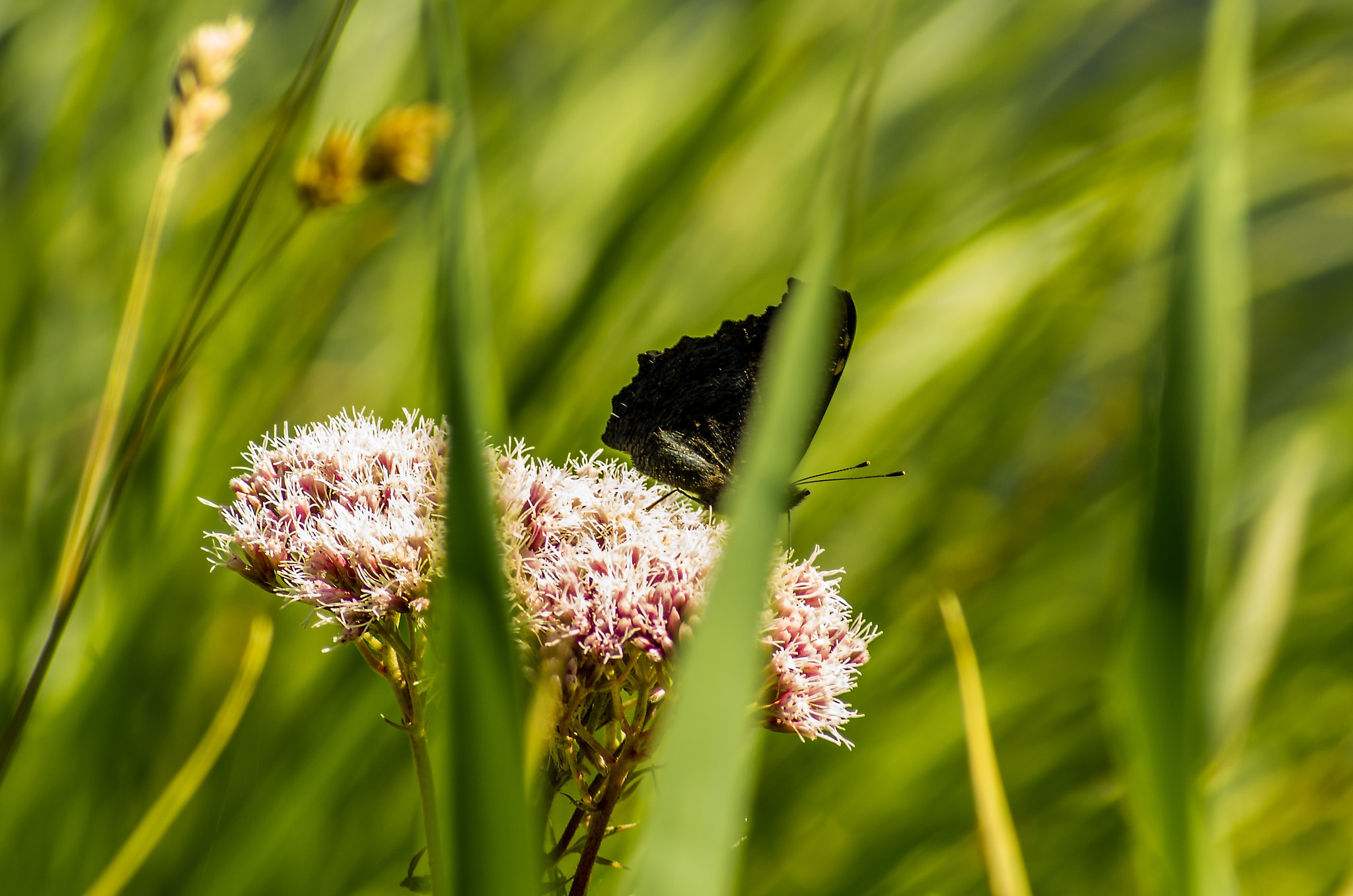 Pentax K-50 + A Series Lens sample photo. Butterfly photography