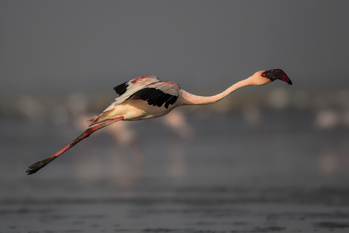 150-600mm F5-6.3 DG OS HSM | Sports 014 sample photo. Lesser flamingo photography