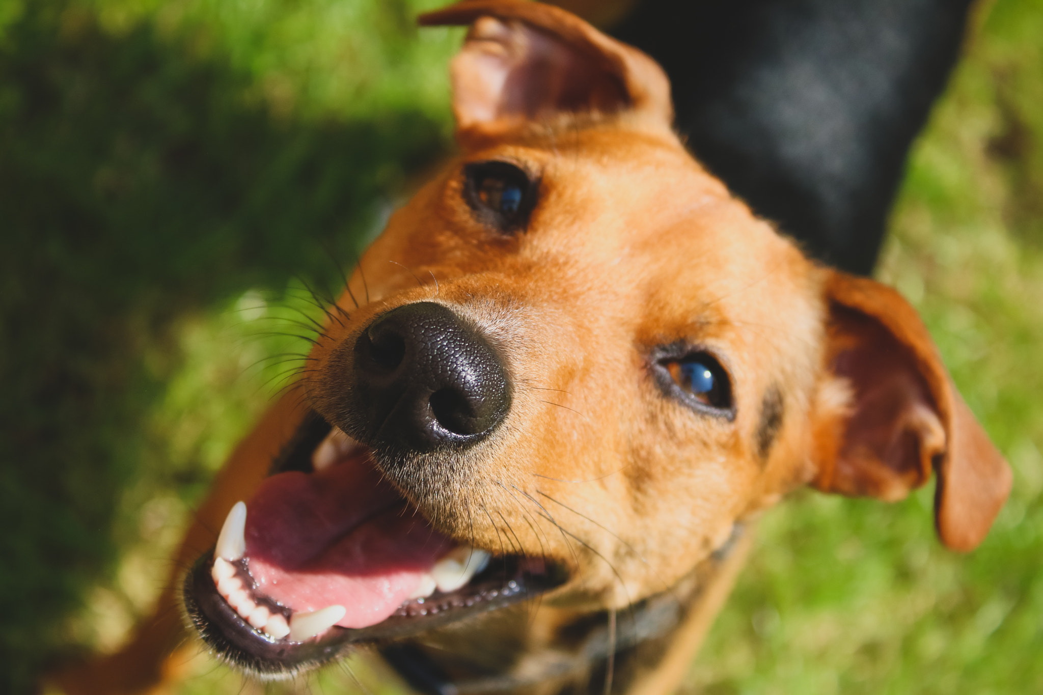 Canon EOS 750D (EOS Rebel T6i / EOS Kiss X8i) sample photo. Happy pup photography
