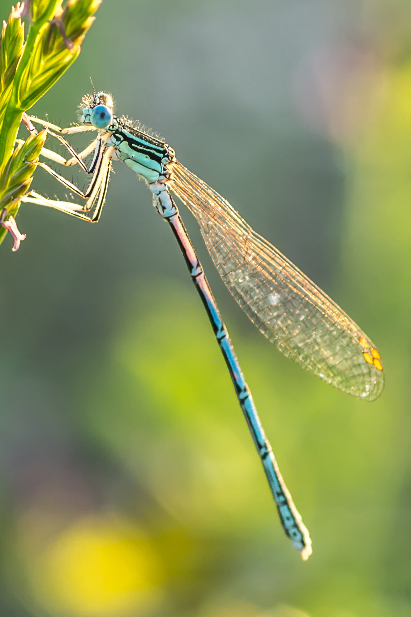 Canon EOS 700D (EOS Rebel T5i / EOS Kiss X7i) + Tamron SP AF 90mm F2.8 Di Macro sample photo. Damselfly photography