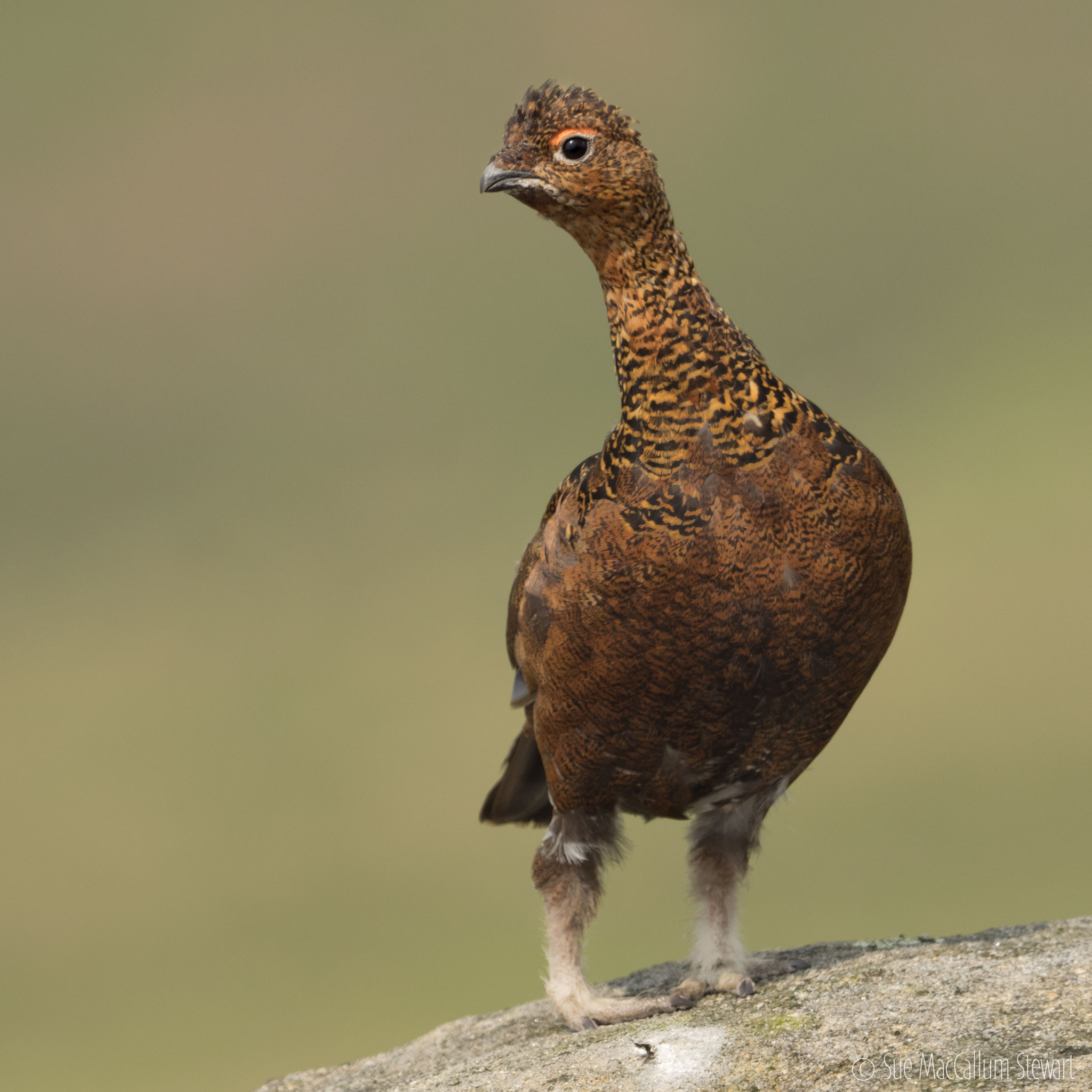 Olympus OM-D E-M1 + M.300mm F4.0 + MC-14 sample photo. Another famous grouse !! photography