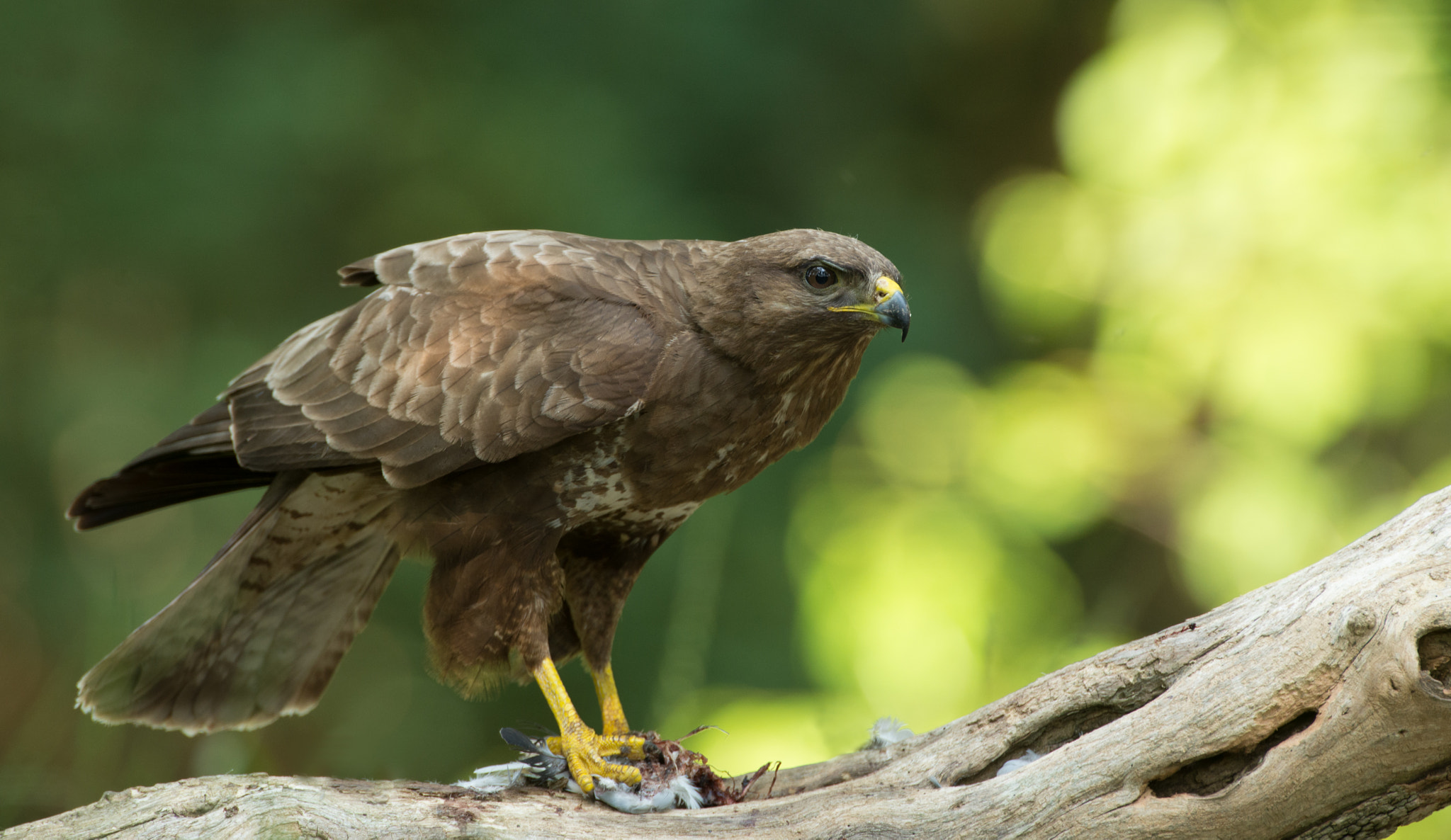 Nikon D600 + Nikon AF-S Nikkor 600mm F4G ED VR sample photo. Buizerd photography