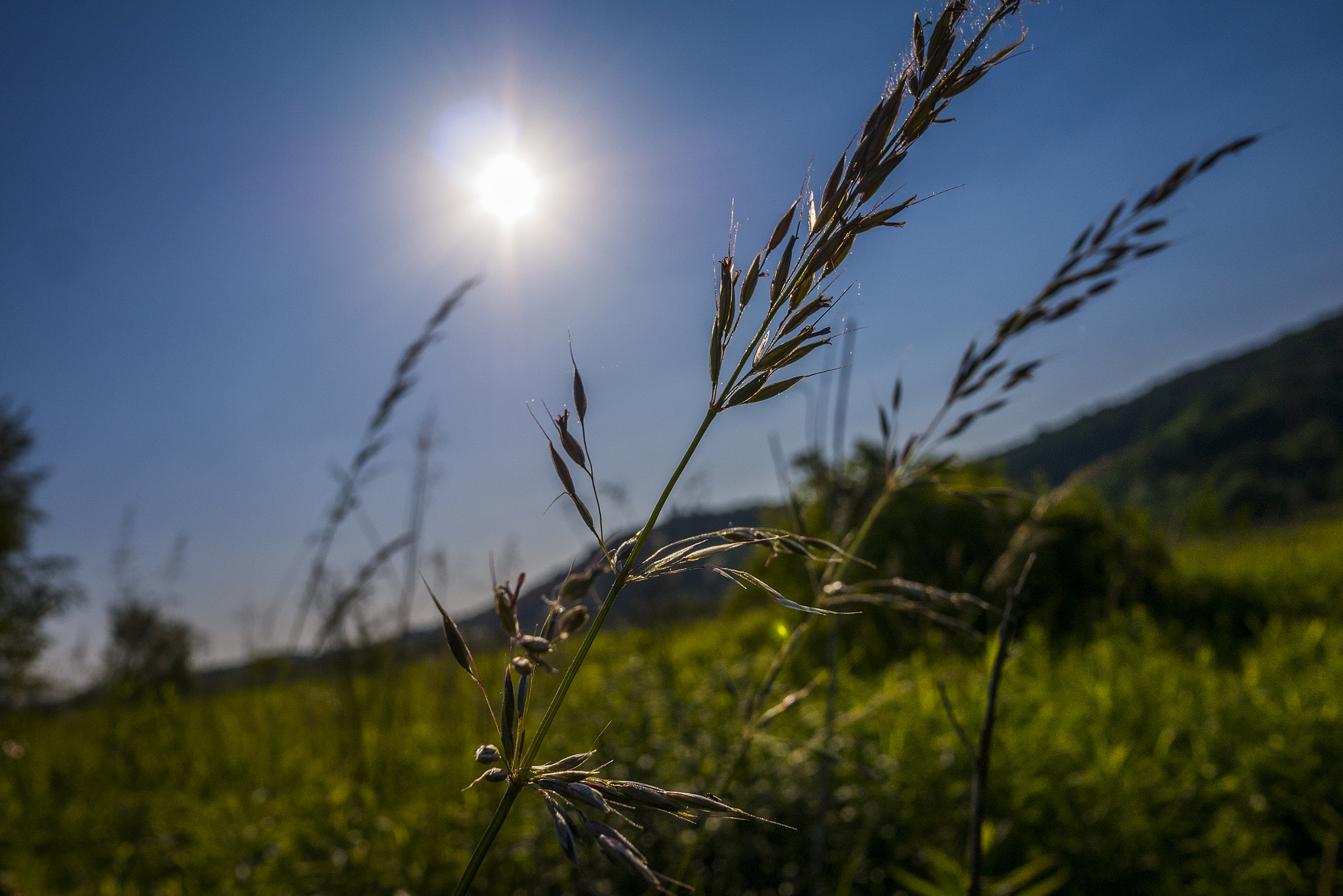 Panasonic Lumix DMC-GX7 + Panasonic Lumix G 14mm F2.5 ASPH sample photo. Sun and grass photography