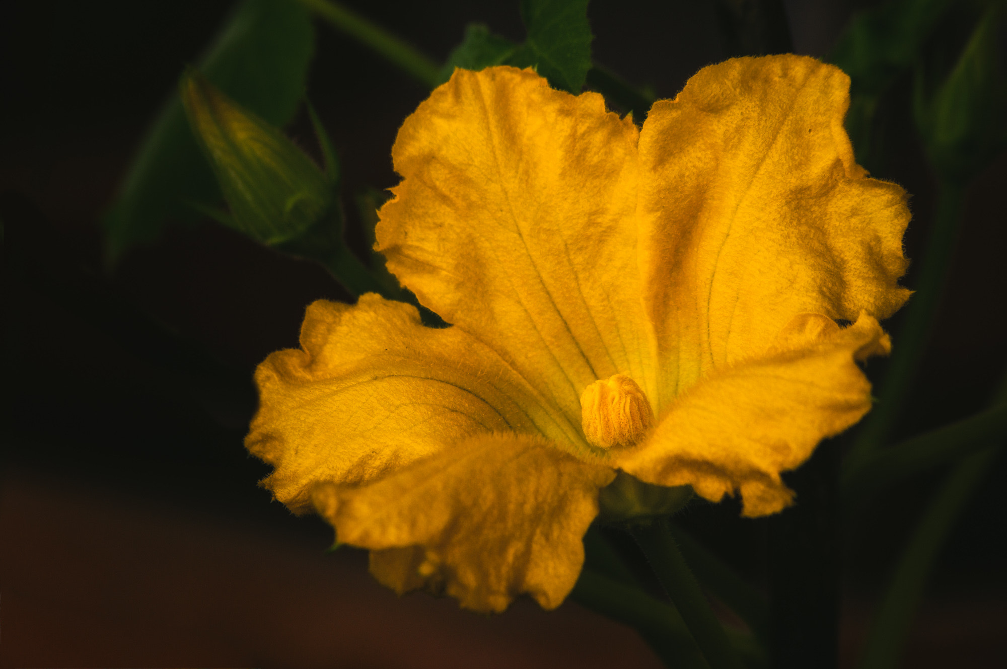 Sony 75-300mm F4.5-5.6 sample photo. Courgette flower photography