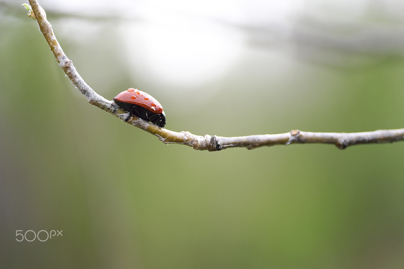 ZEISS Touit 50mm F2.8 sample photo. _dsf7857.jpg photography
