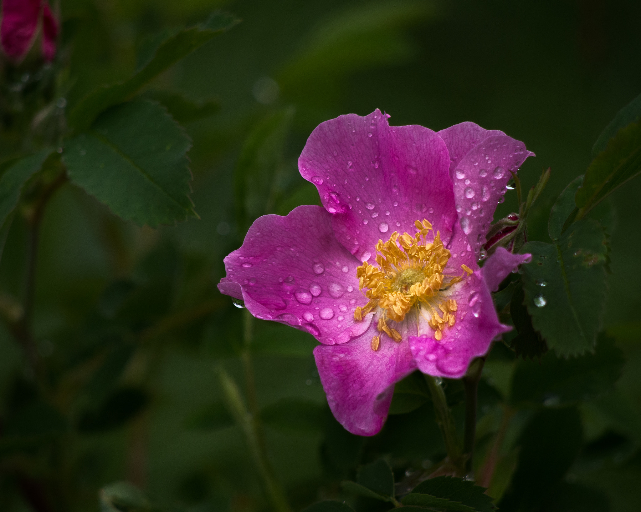 Panasonic Lumix G Vario 45-200mm F4-5.6 OIS sample photo. Wild rose in bloom photography