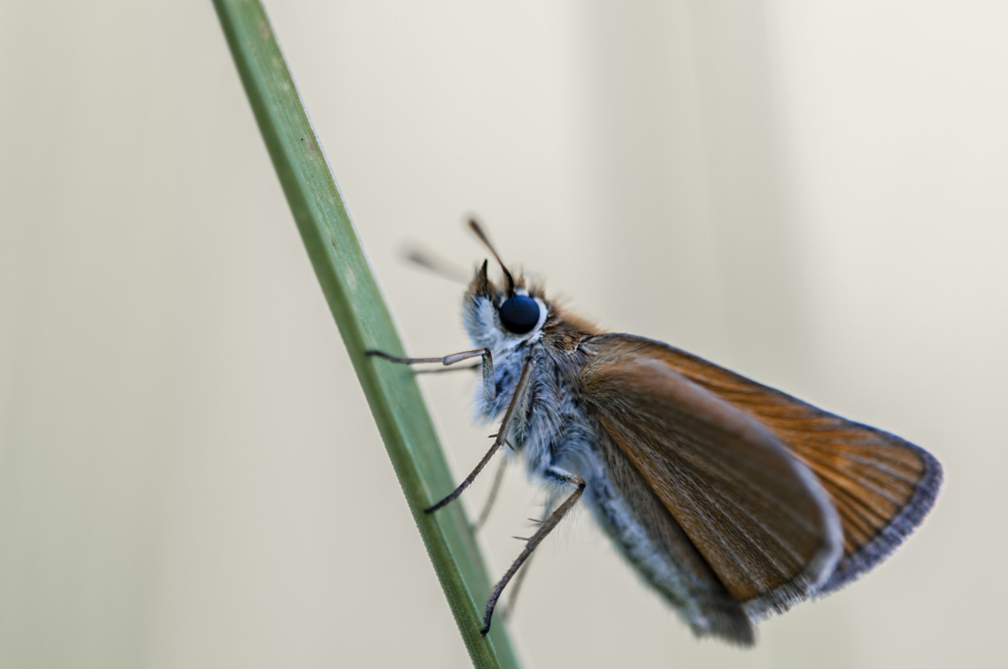 Sigma APO Macro 180mm F3.5 EX DG HSM sample photo. Mariposa photography