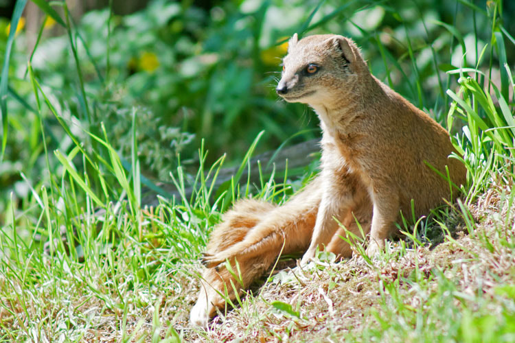 Sony Alpha DSLR-A700 + Minolta AF 100-300mm F4.5-5.6 sample photo. Yellow mongoose photography