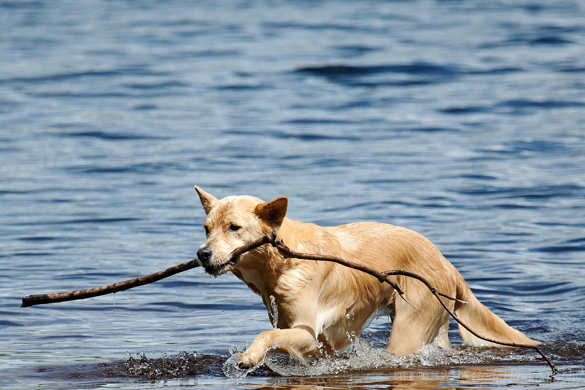 Canon EF 100-400mm F4.5-5.6L IS USM sample photo. Fetch photography